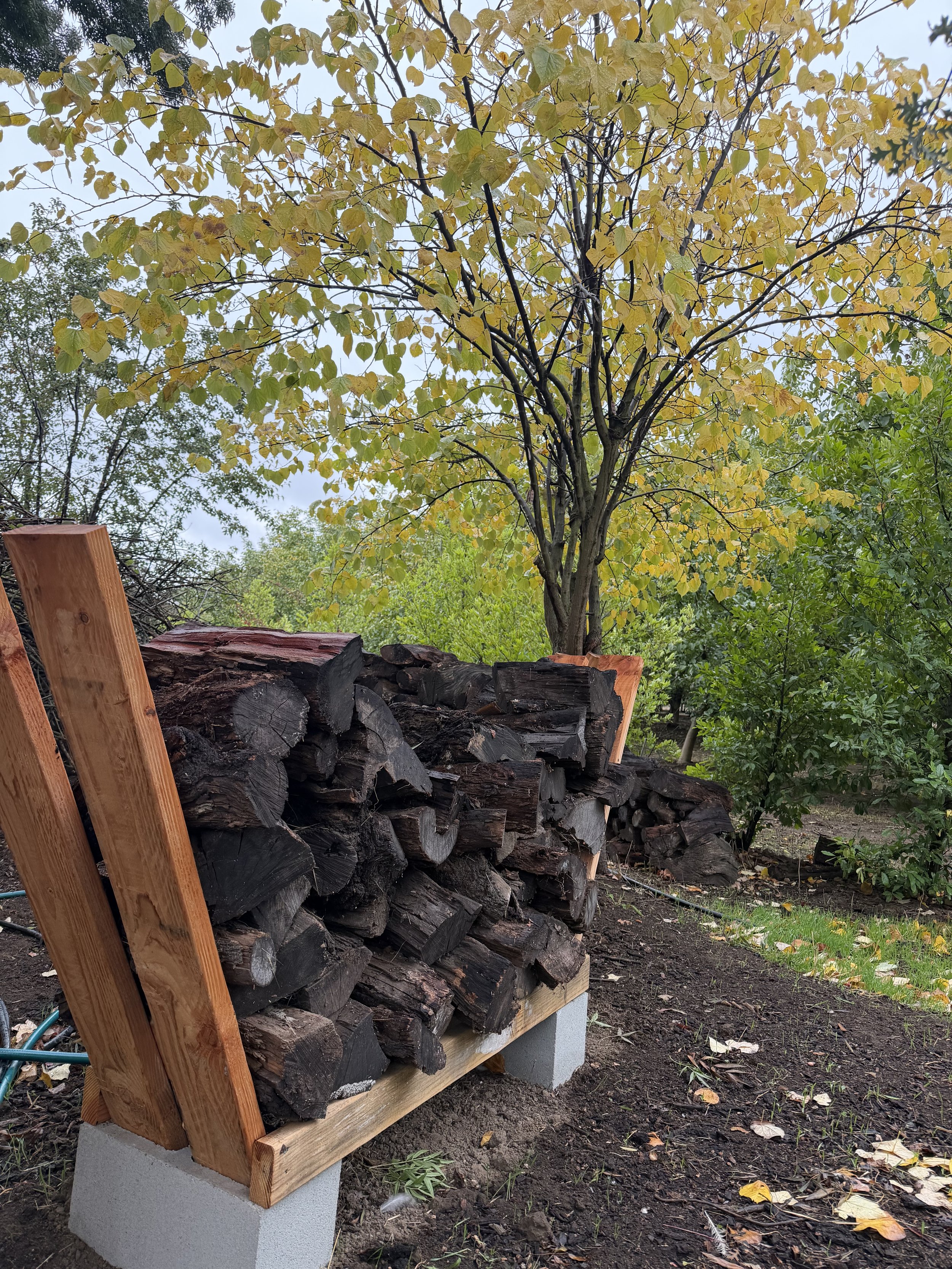 Firewood stacked on a wooden rack supported by concrete blocks in a backyard with autumn trees and fallen leaves.
