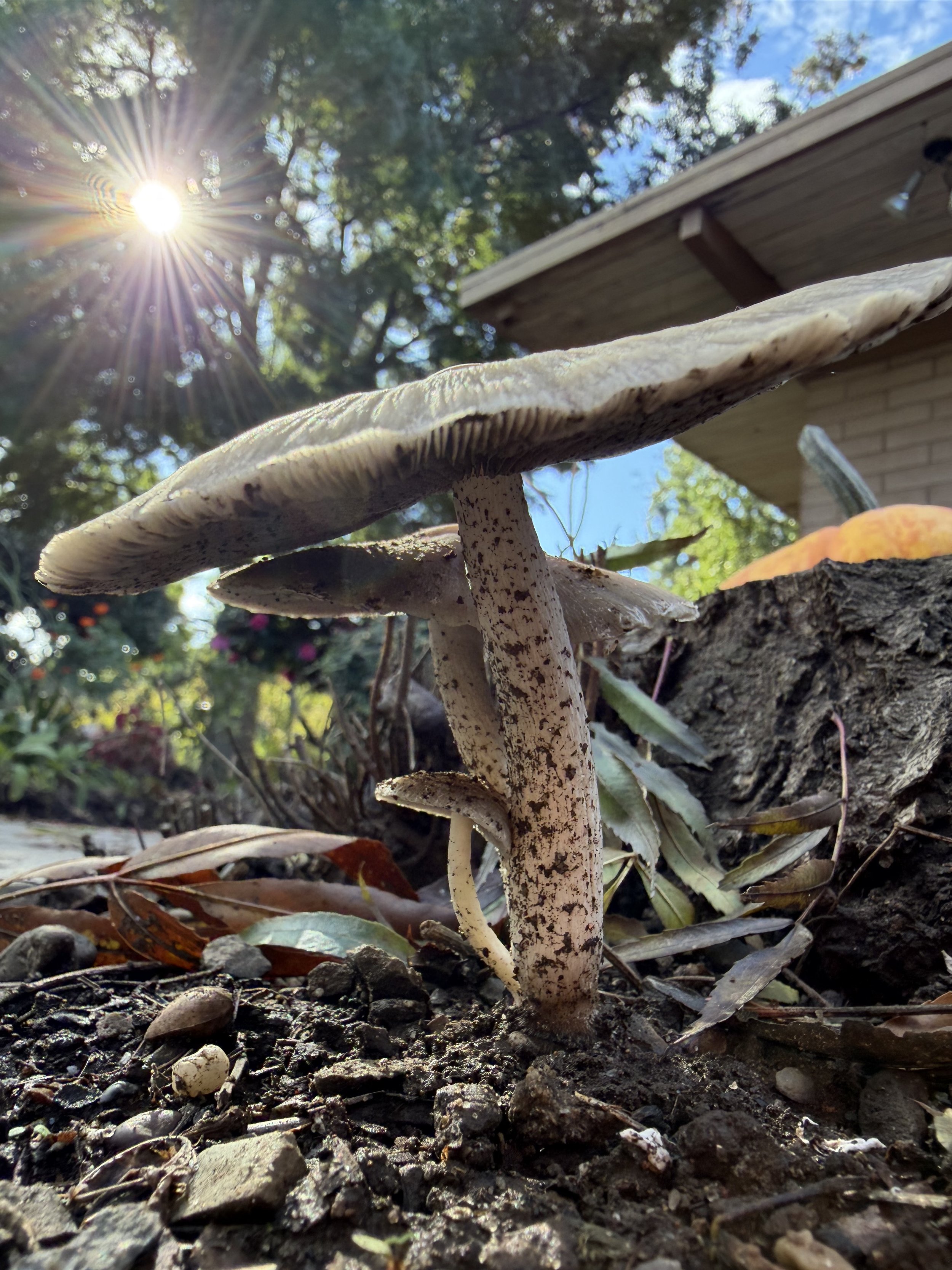 Close-up of two mushrooms growing from soil with fallen leaves, with sunlight shining through trees in the background.