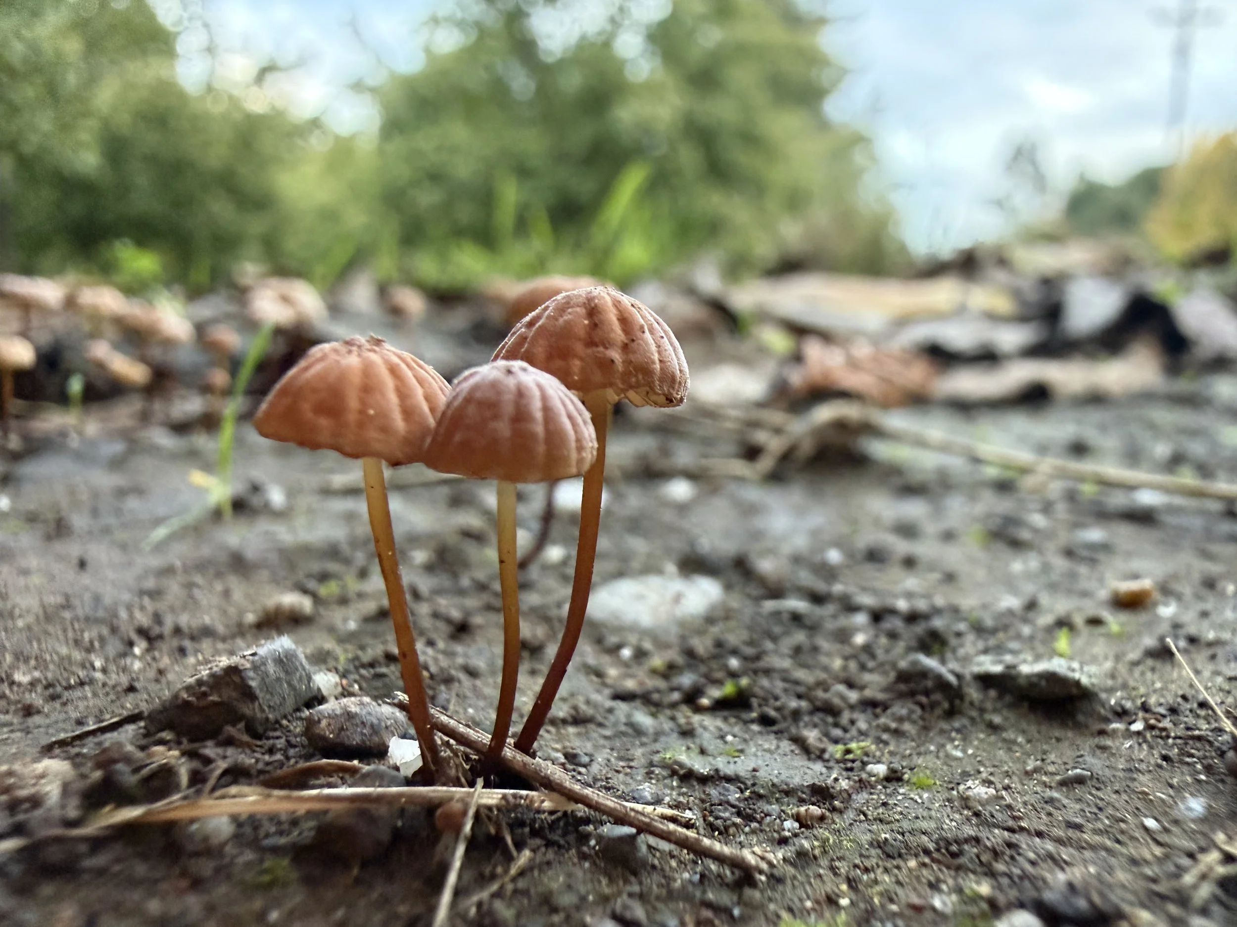 Close-up of small brown mushrooms growing on dirt ground in a natural outdoor setting with blurred green foliage in the background.