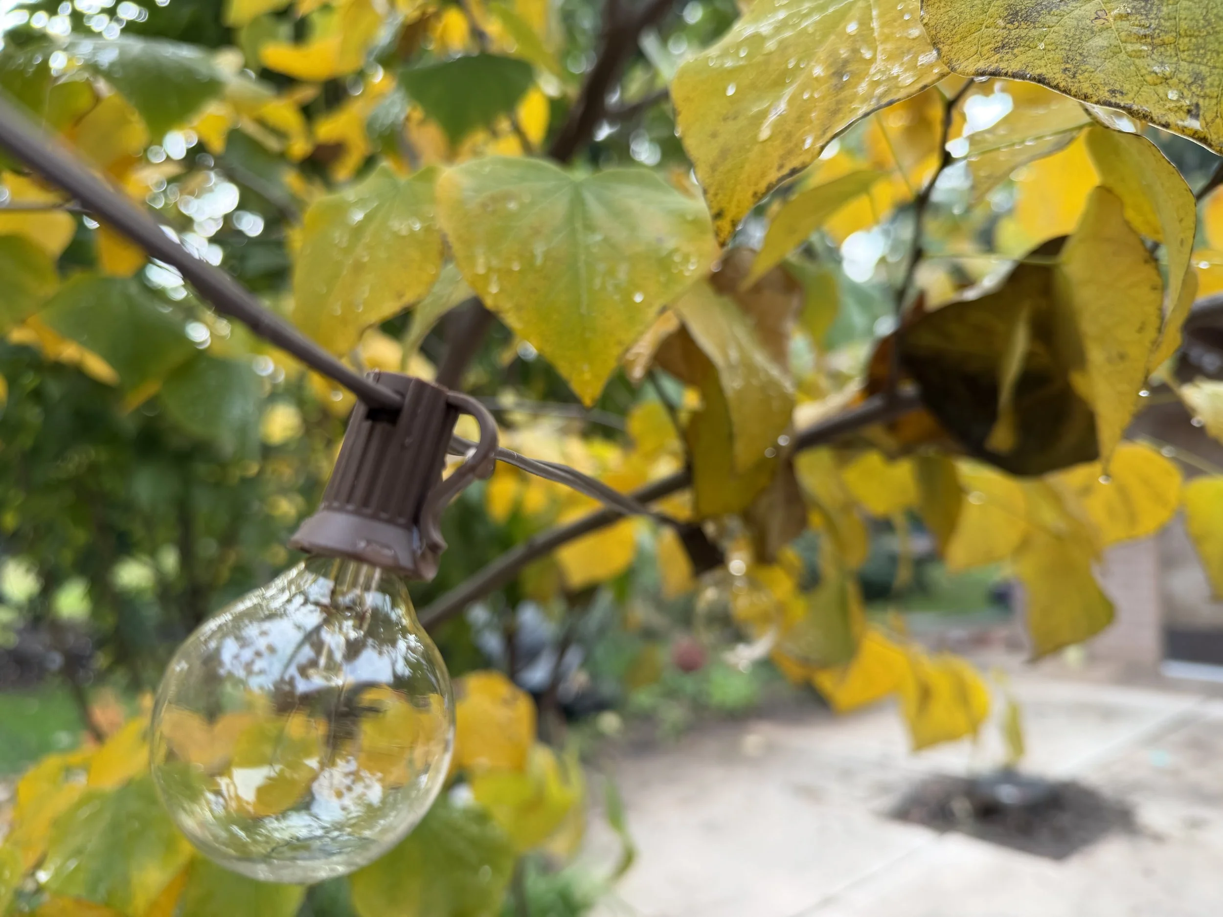 Close-up of a string of outdoor string lights hanging among yellow and green leaves on a tree branch during daytime.