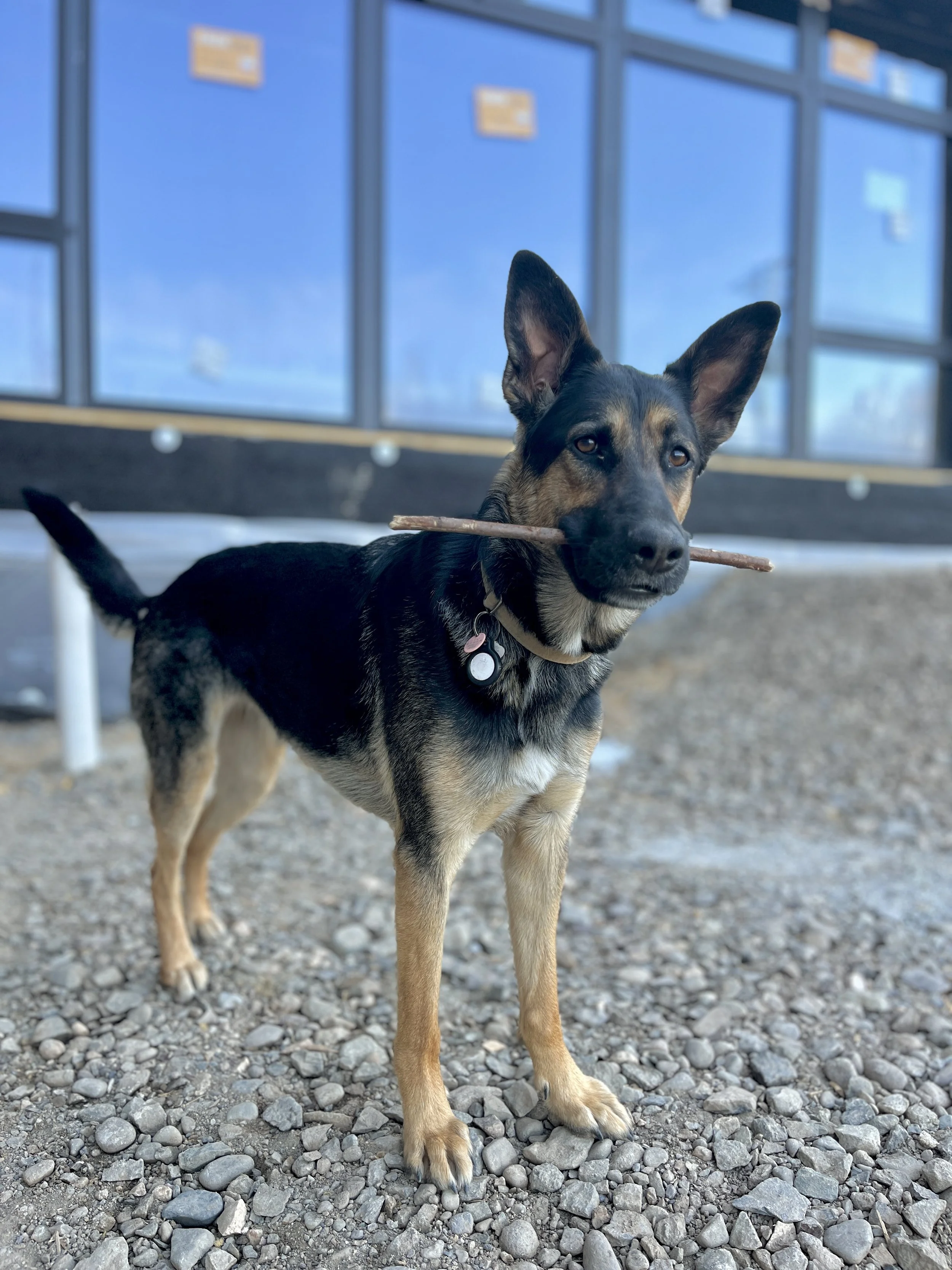 Jobsite security performed by local worker, "Rosie" 🐶