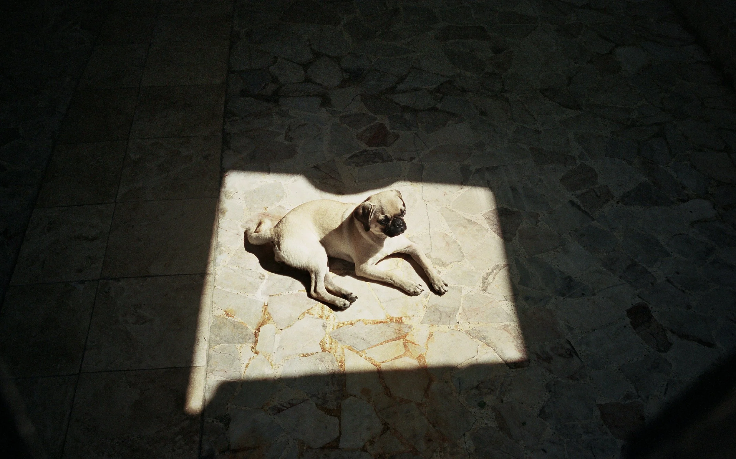 A pug dog lying on a tiled floor in a patch of sunlight, with surrounding area in shadow.