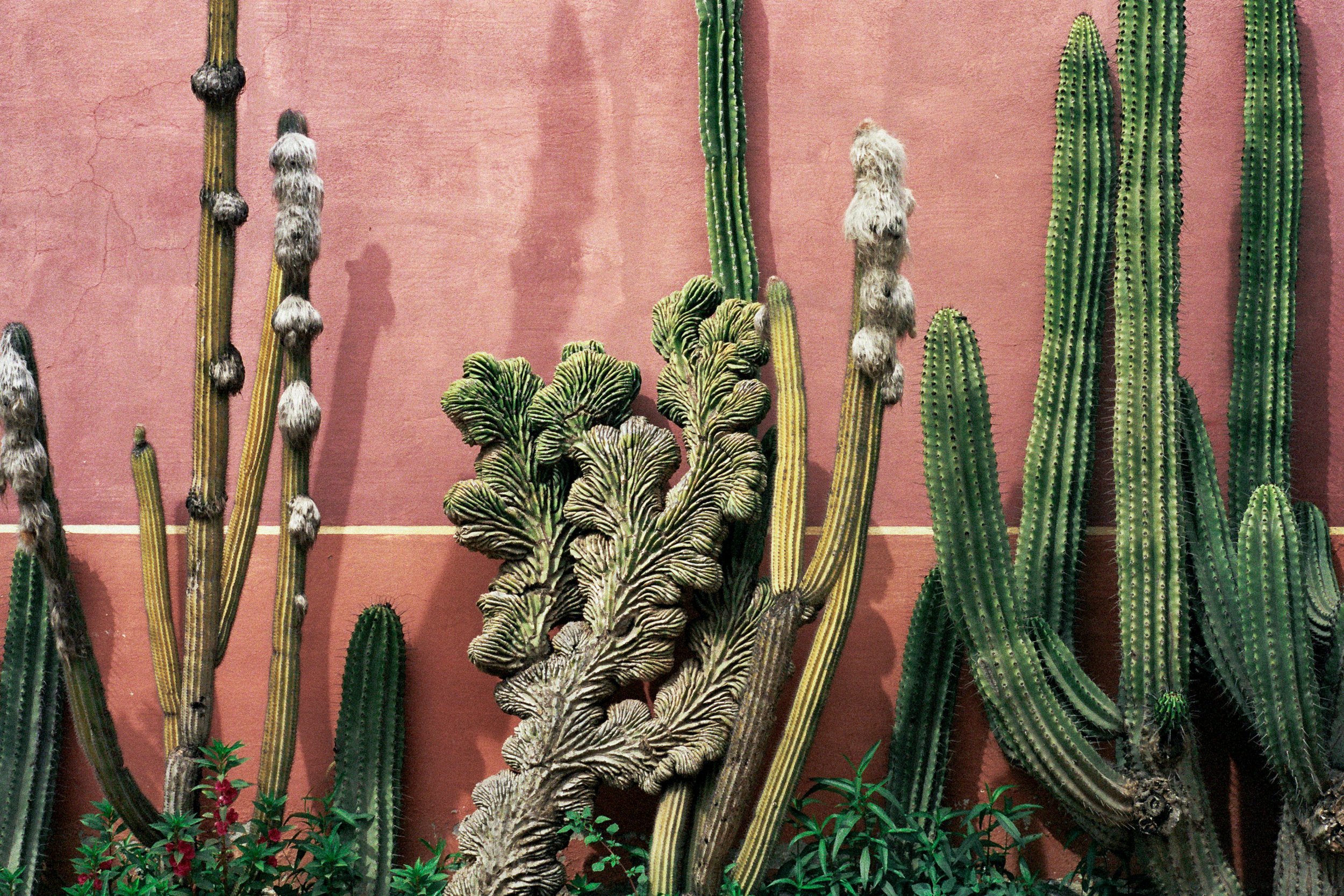 Various cactus plants with long, columnar and wrinkled shapes, some with fuzzy cotton-like tops, against a pinkish wall.