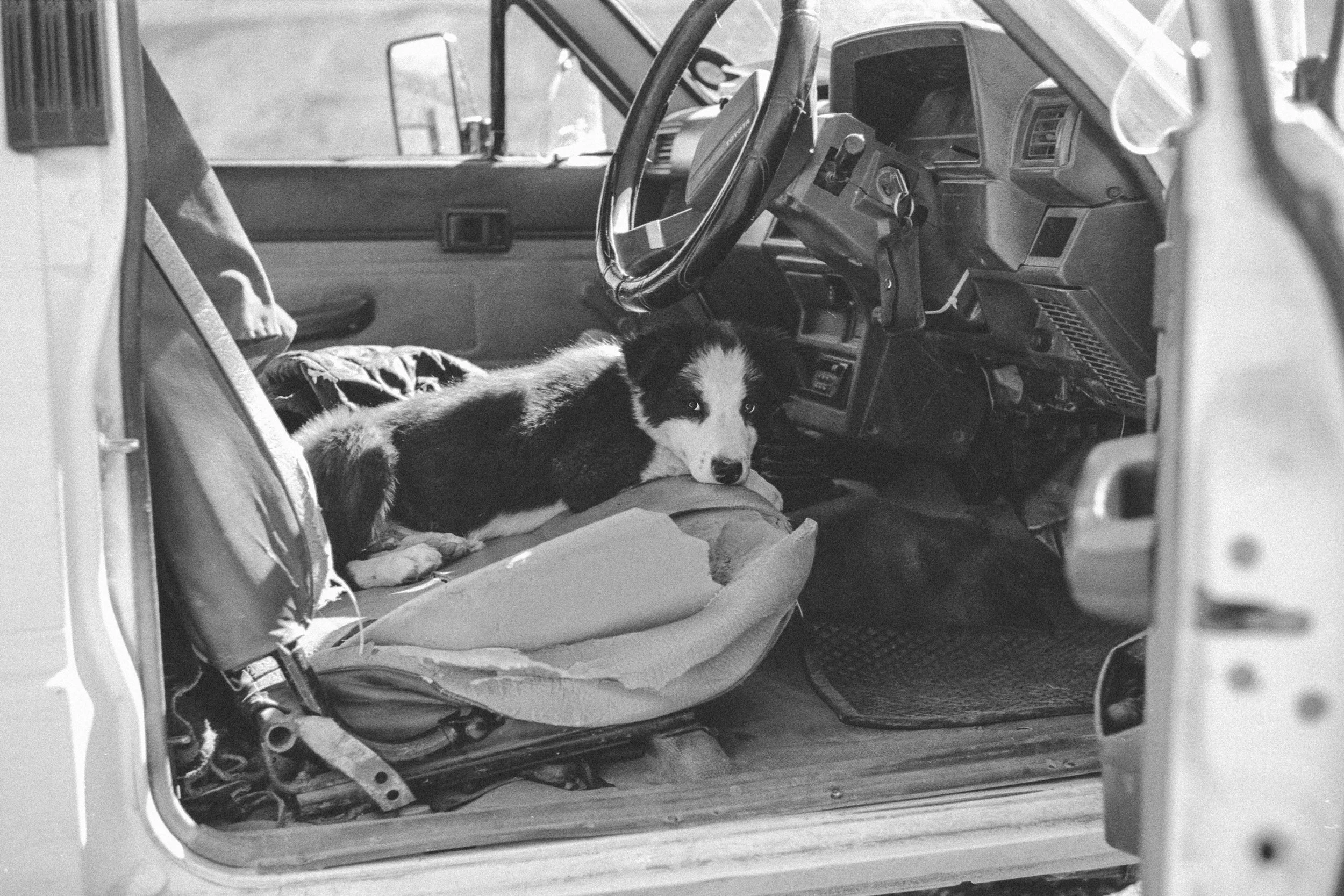 A young black and white puppy lying on a torn and worn vehicle seat inside an older vehicle's cabin, with a visible steering wheel and dashboard.