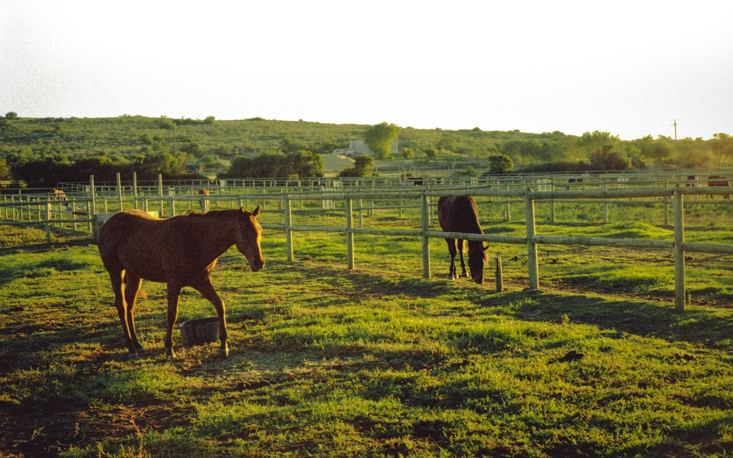 Horses grazing in a fenced pasture at sunset