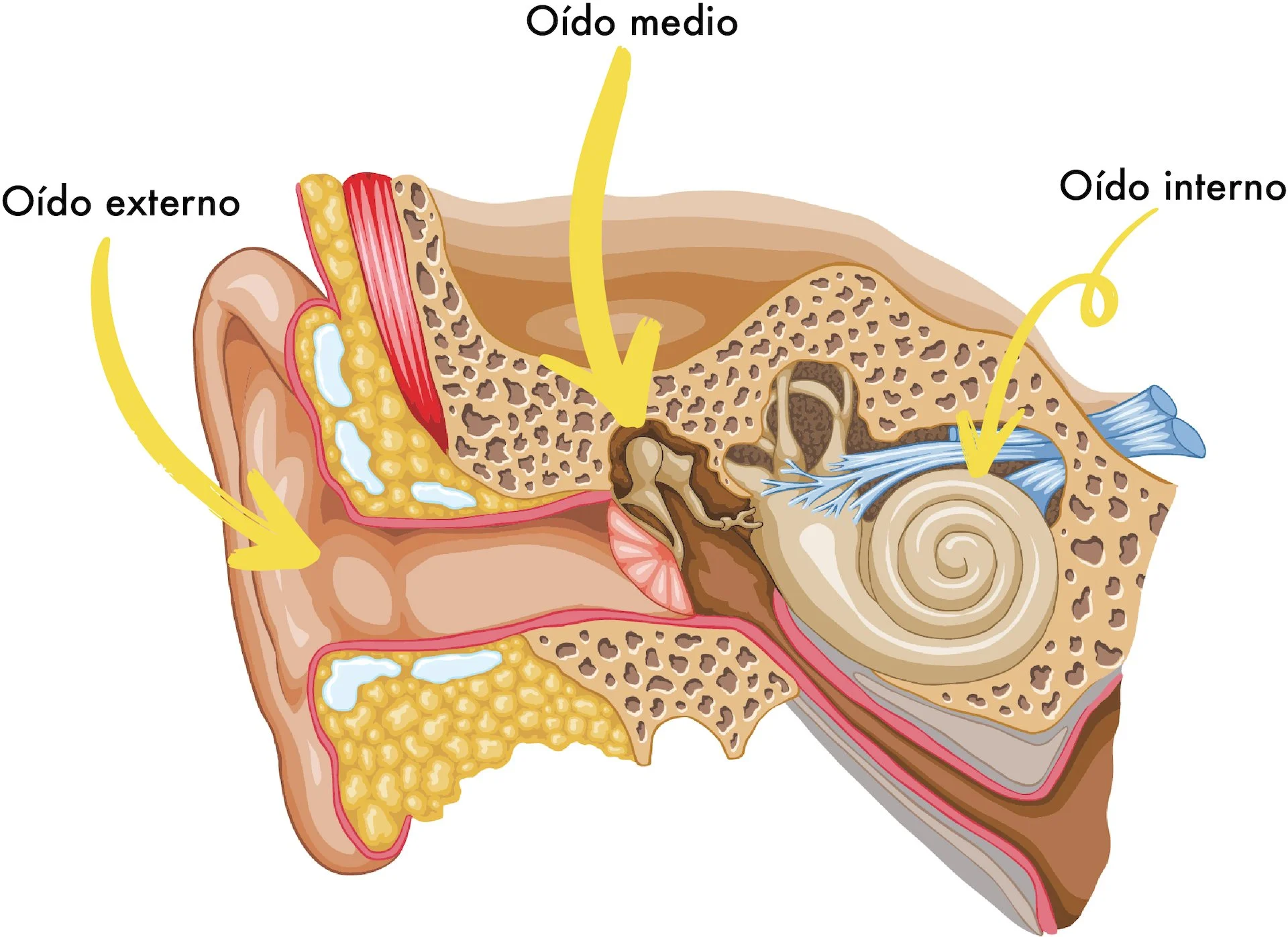 Diagrama del oído humano mostrando el oído externo, medio e interno con flechas señalando cada parte.