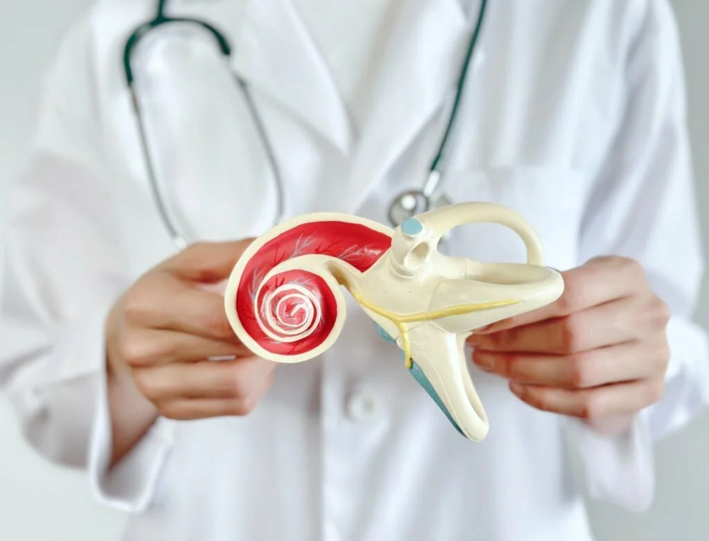 Doctor sosteniendo un modelo anatómico del oído humano.