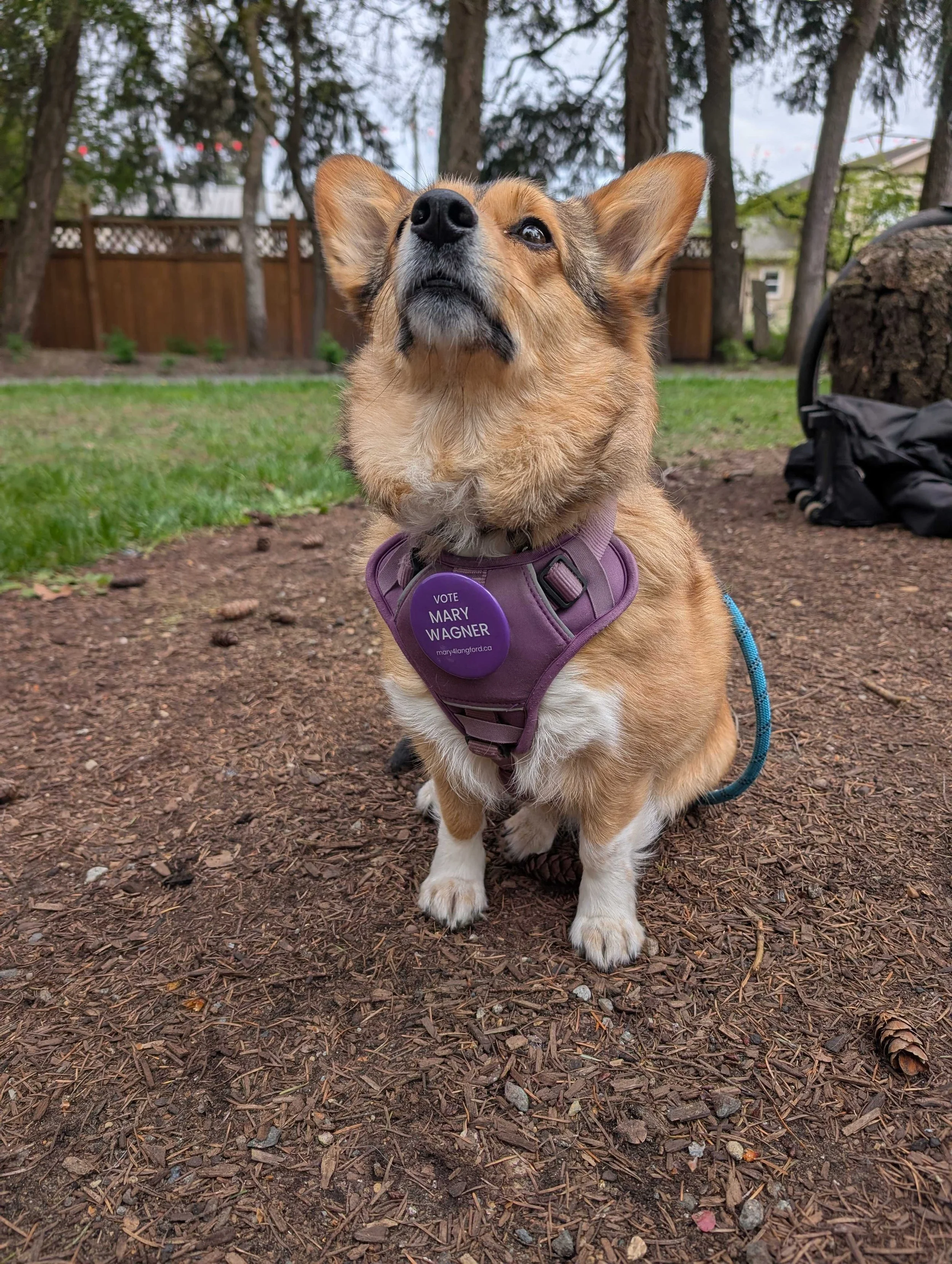A dog with brown fur and white paws wearing a purple vest with a button that says "Vote Mary Wagner". The dog is sitting on a patch of dirt in a backyard, with a wooden fence, trees, and a house in the background.
