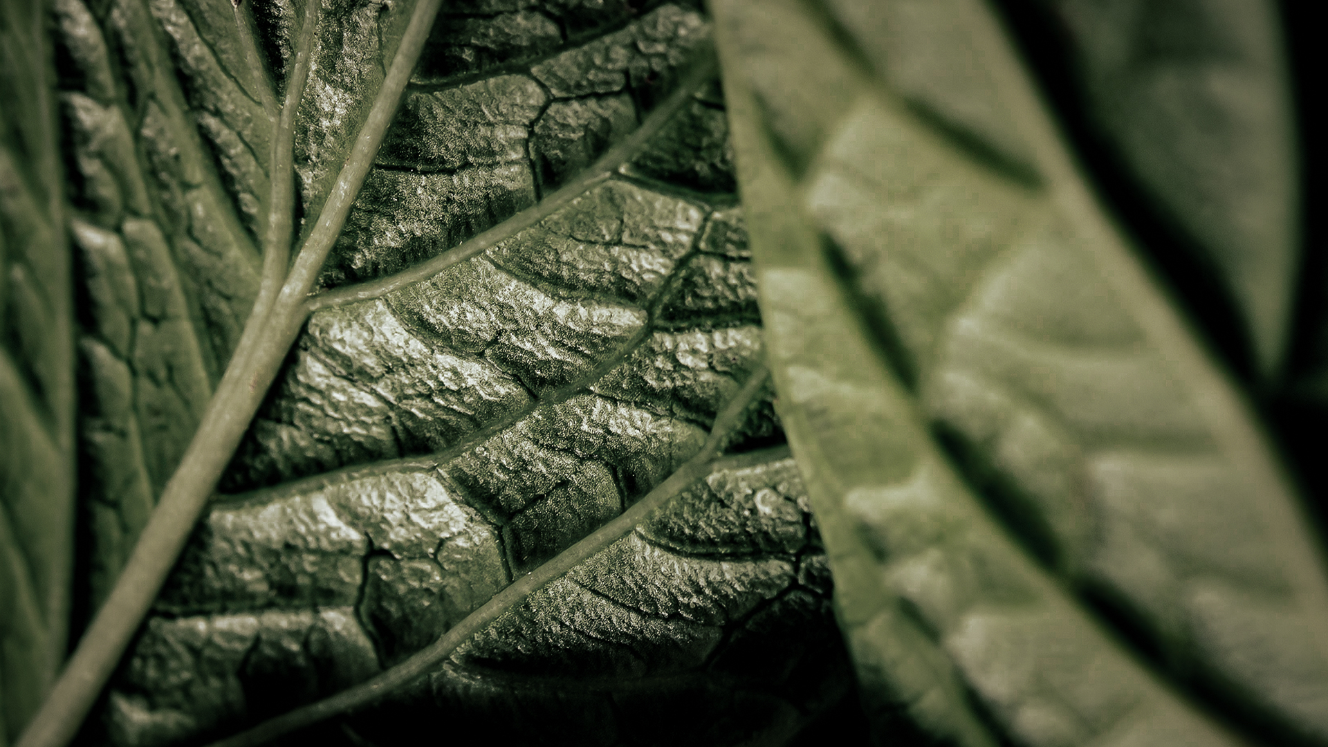 Folhas verdes, uma delas com textura áspera e enrugada, detalhes em foco e um fundo desfocado.