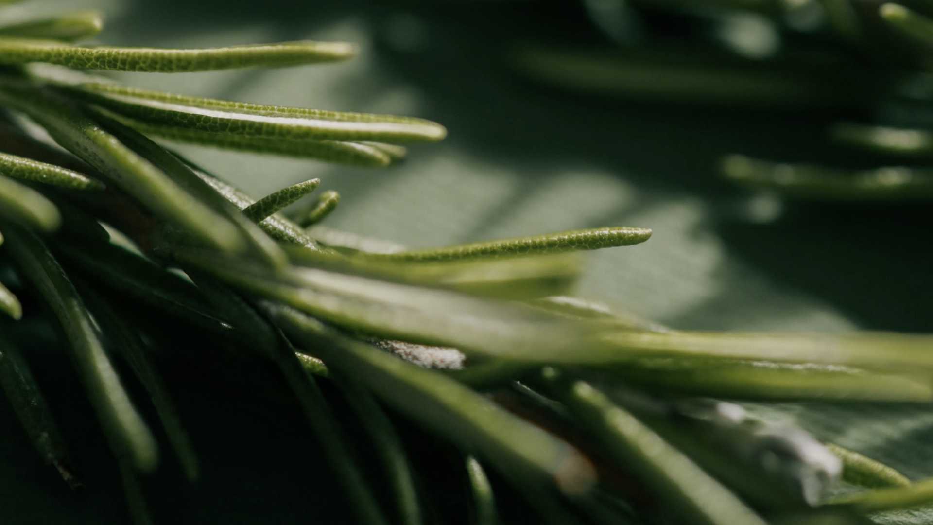 Close-up de ramos de alecrim com folhas verdes finas e pontiagudas.