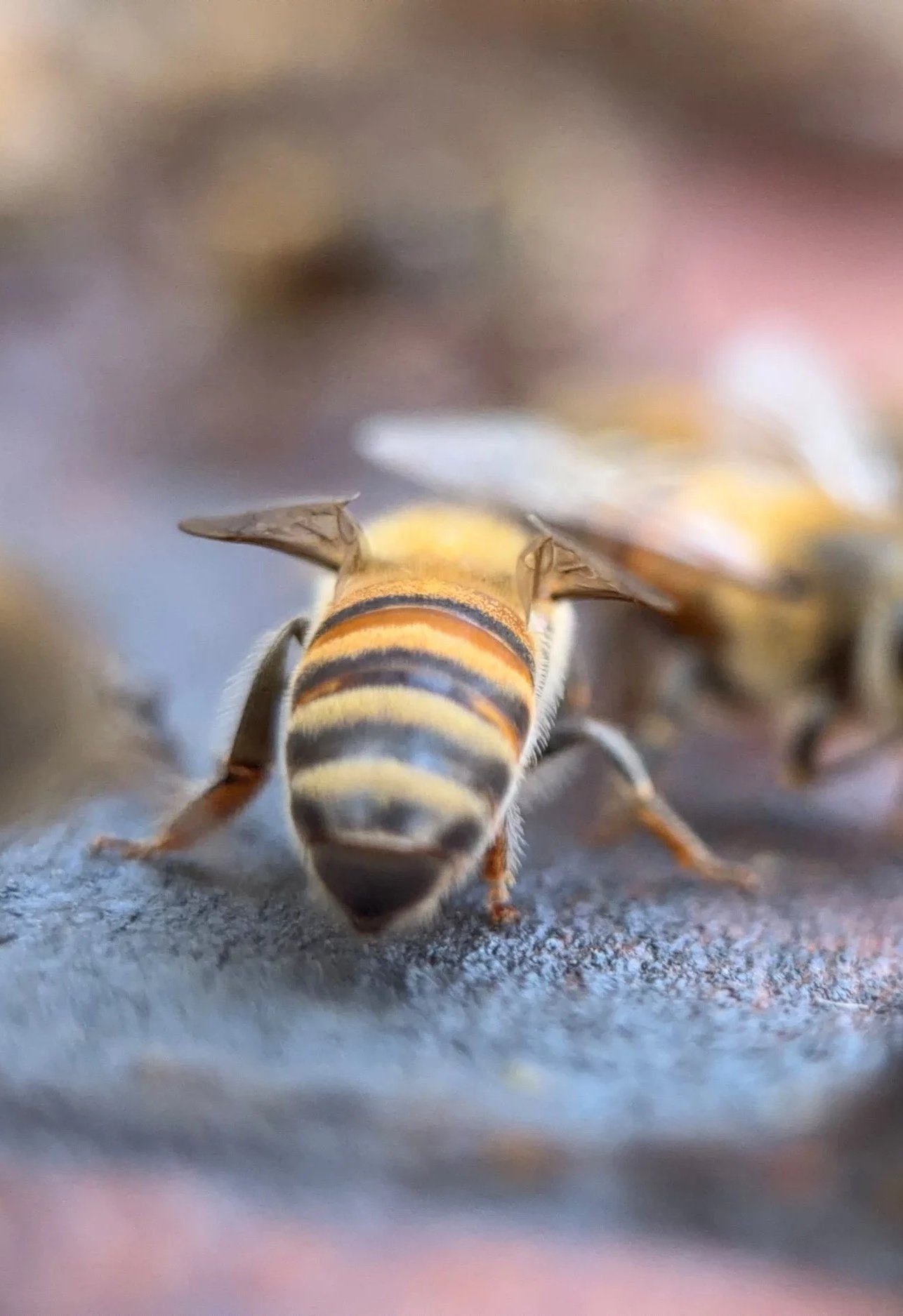 Close-up of a honey bee walking on a textured surface, with focus on its striped abdomen and wings, blurred background.