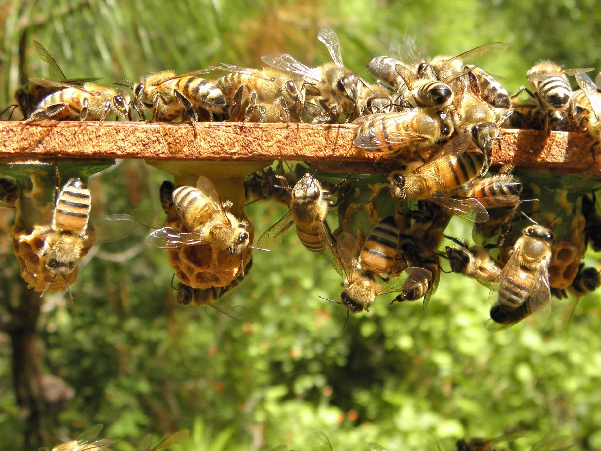 Worker bees cling to a frame, inspecting queen cells