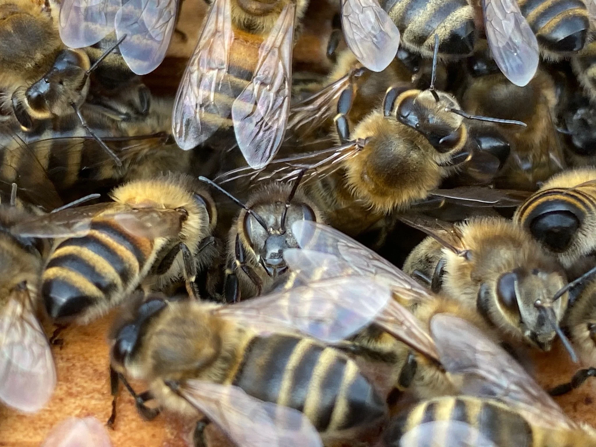 A close-up photo of honey bees crowding together on top of a frame.