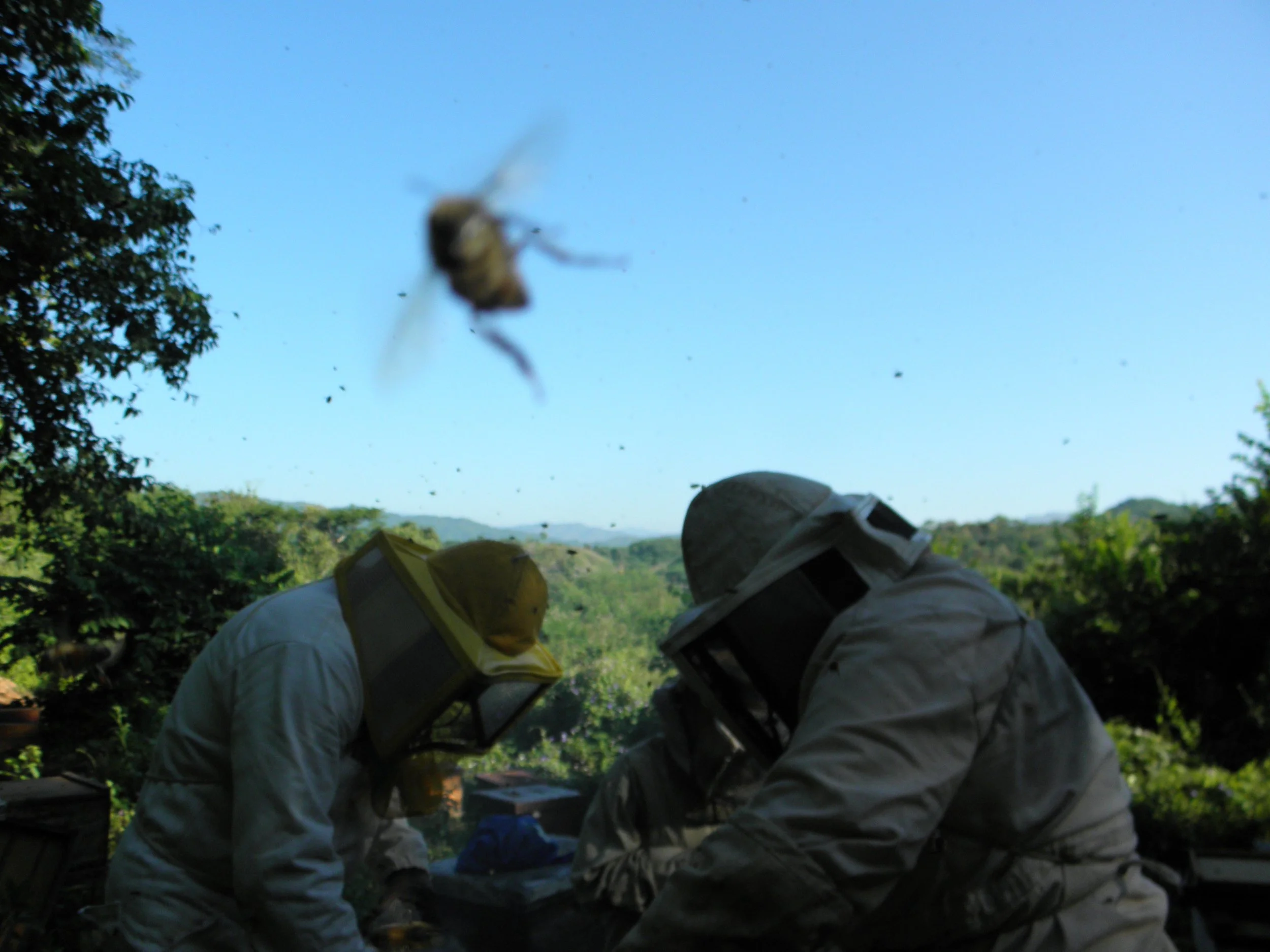 Two beekeepers work opposite each other on a hive while a honey bee in the foreground careens towards the camera.