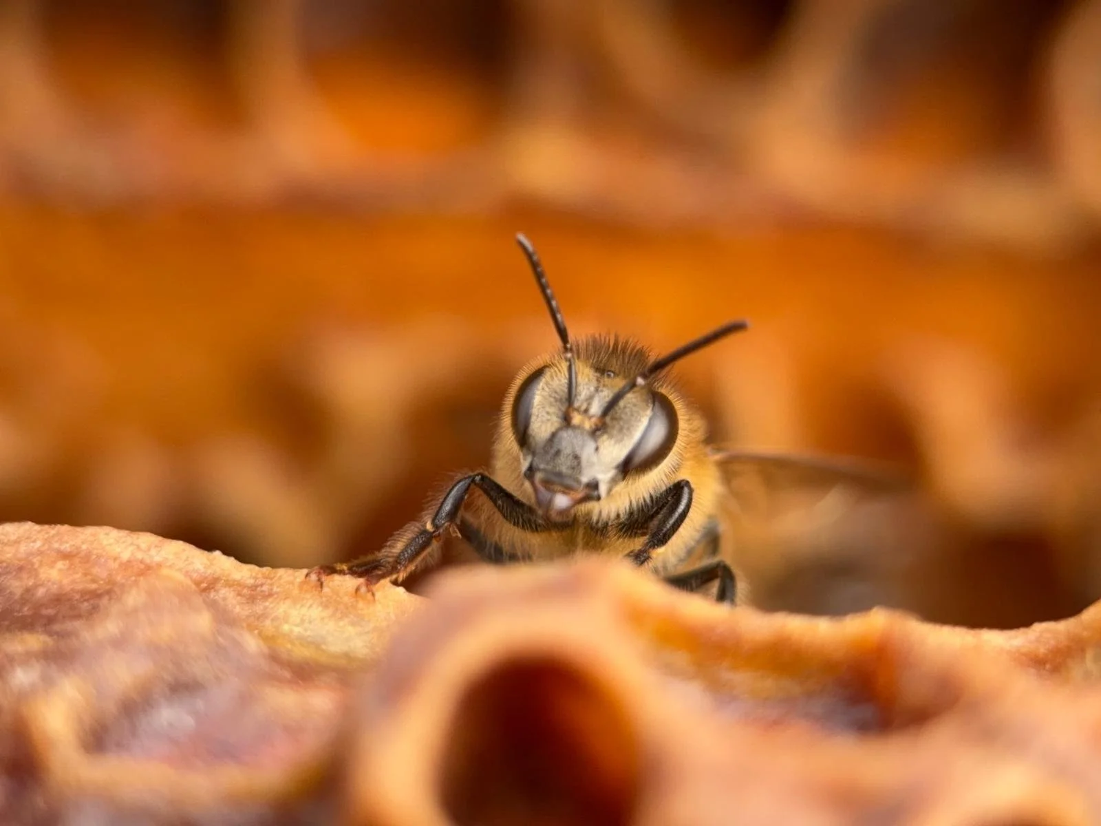A close-up photo of honey bee peering over a wax ridge.