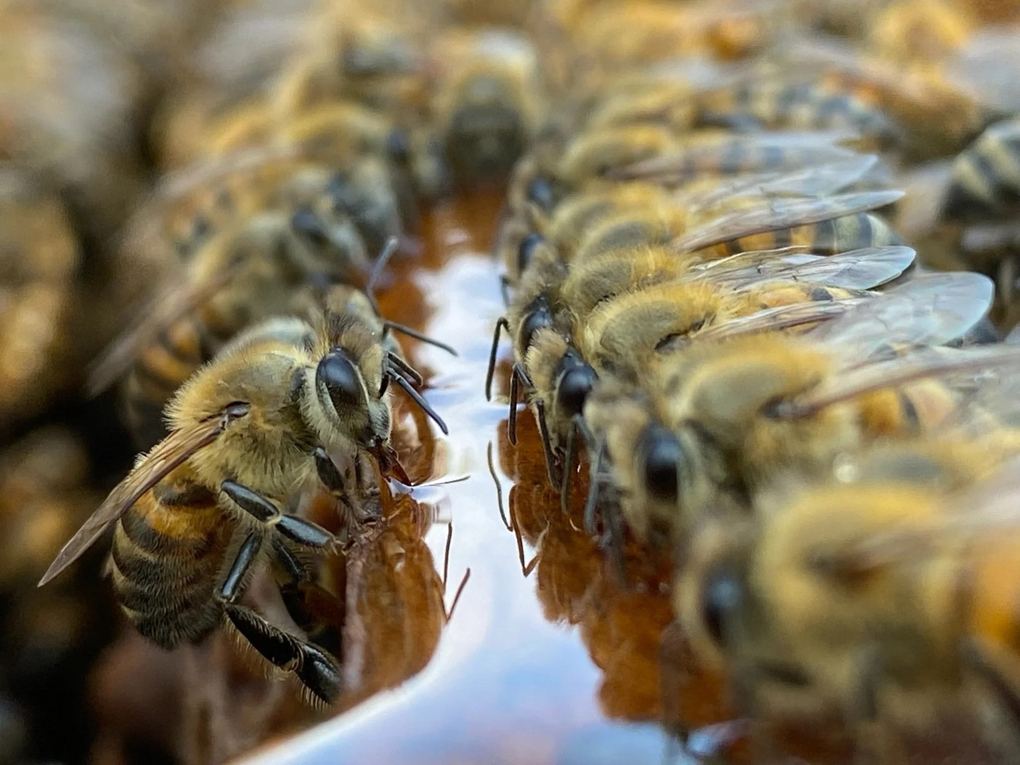 A group of honey bees huddles together, slurping up a pool of honey.