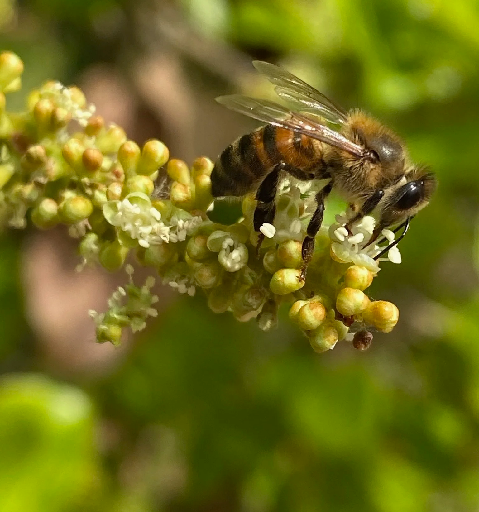 A honey bee forages on a small white flower