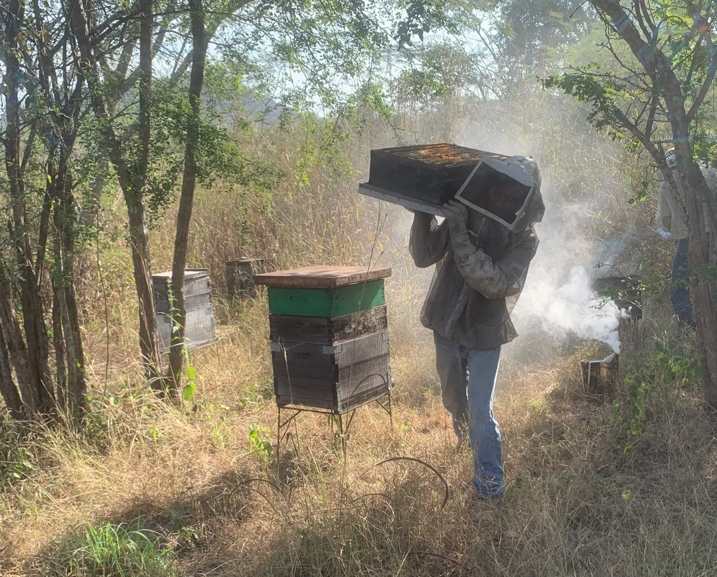 A beekeeper hauls a full honey super out of the apiary at harvest time.