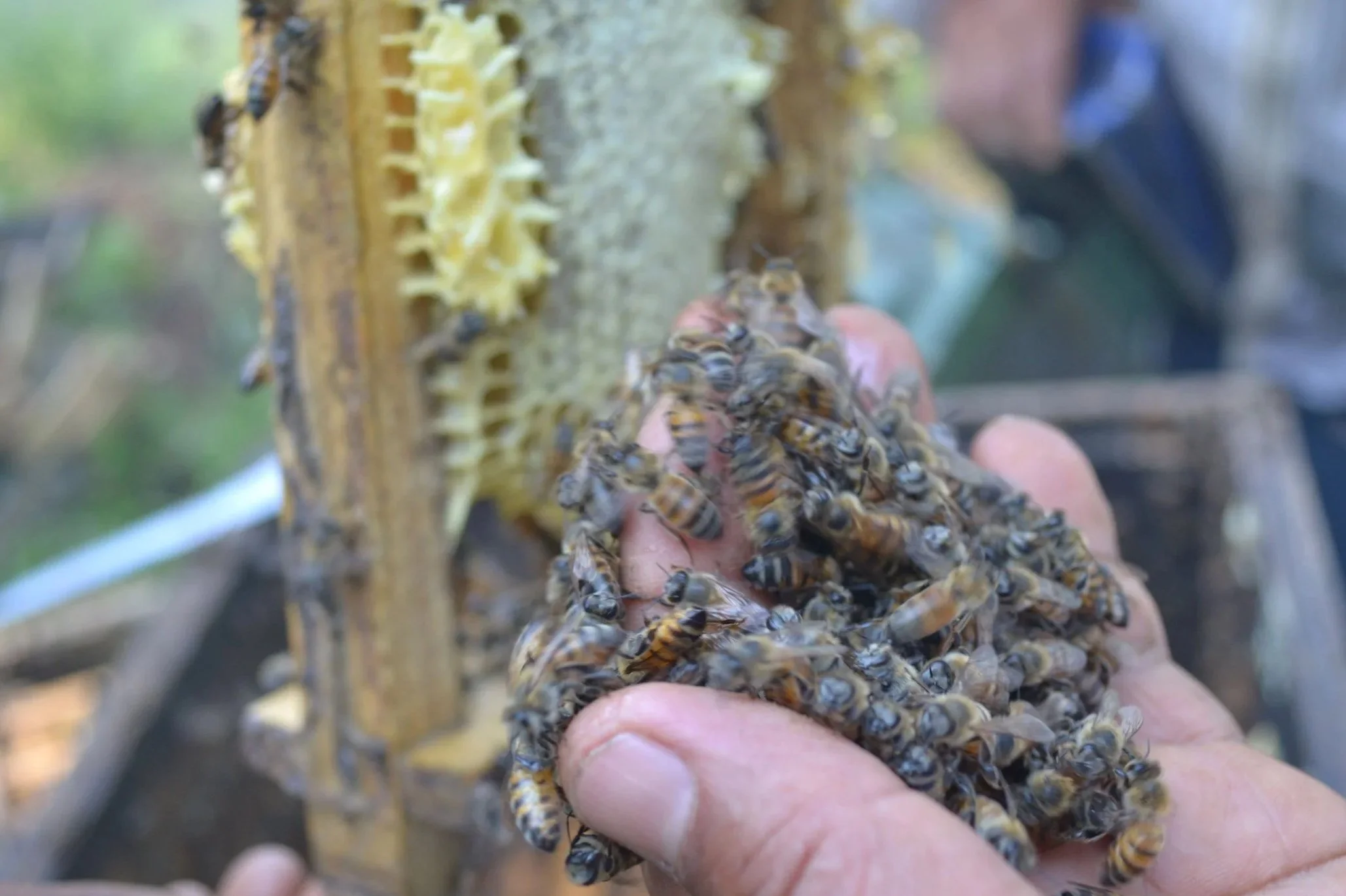 A beekeeper holds up a handful of live honey bees.
