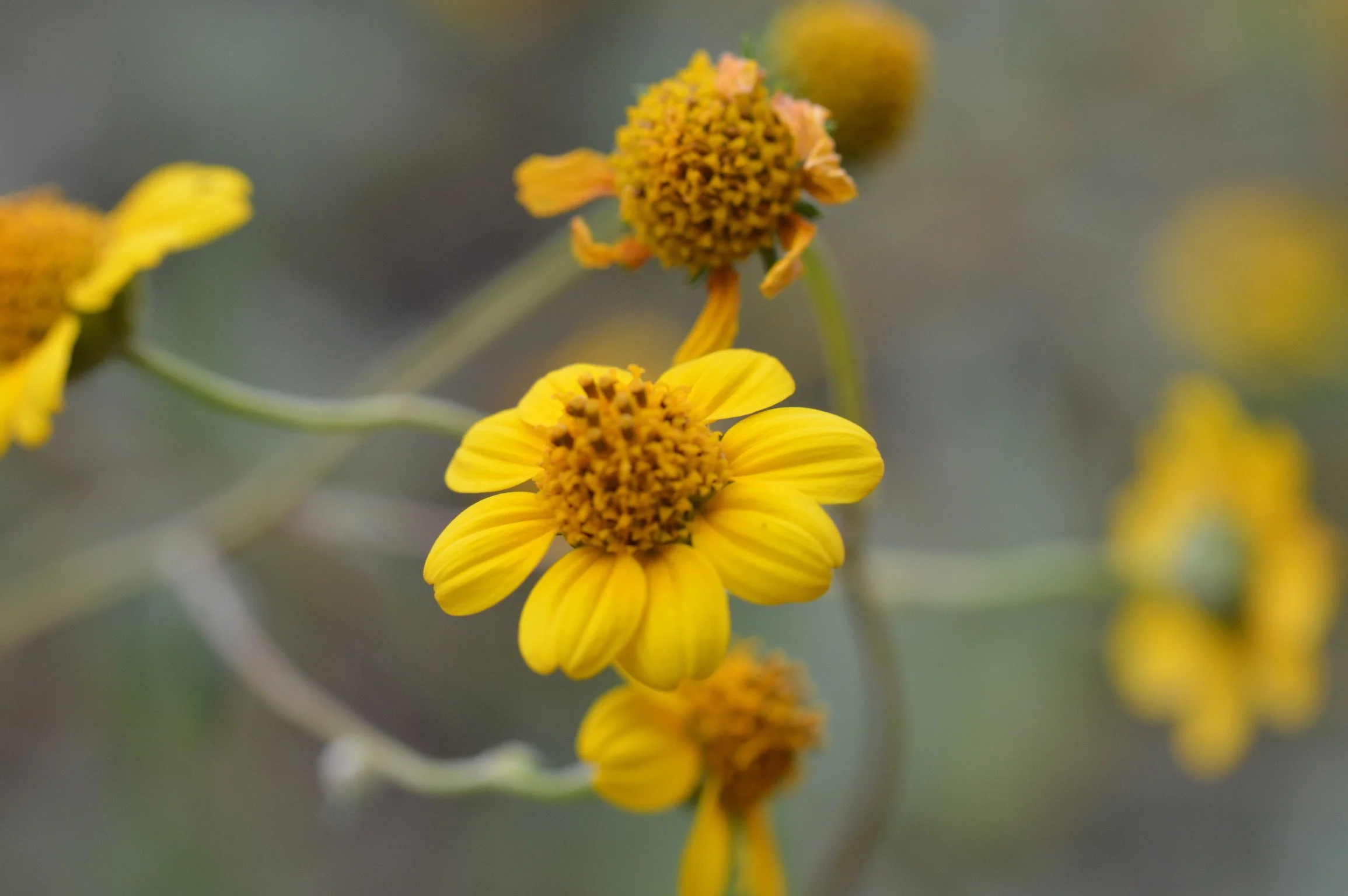 A close-up photo of a small yellow flower