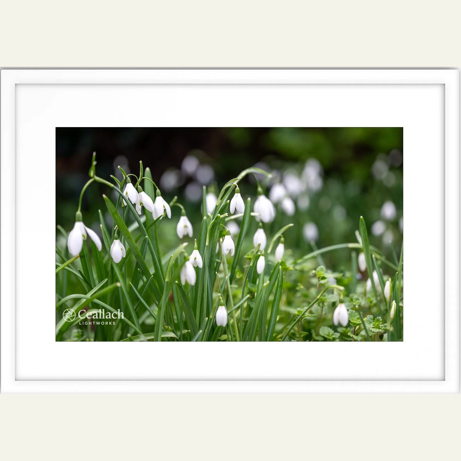 Snowdrops Framed.jpg