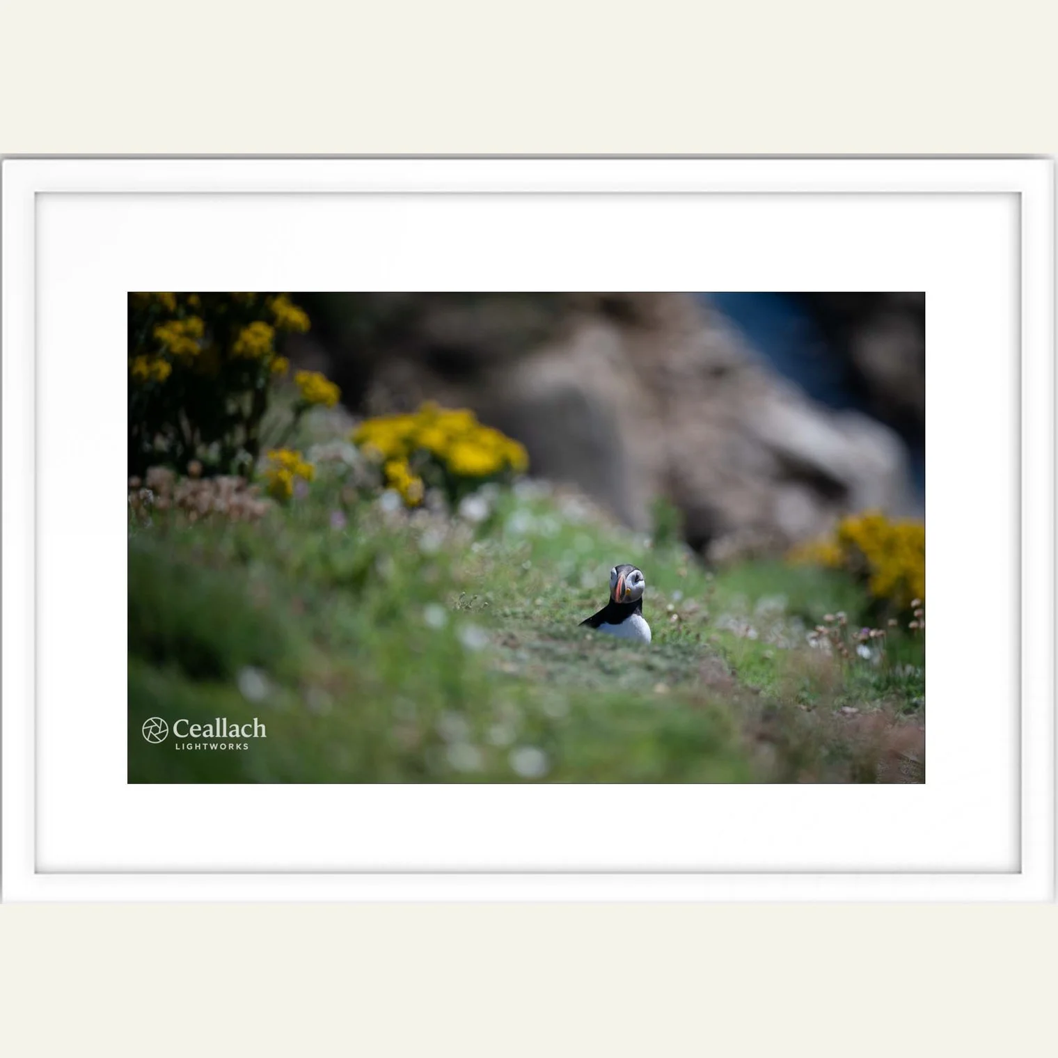 Puffin 1 Framed.jpg