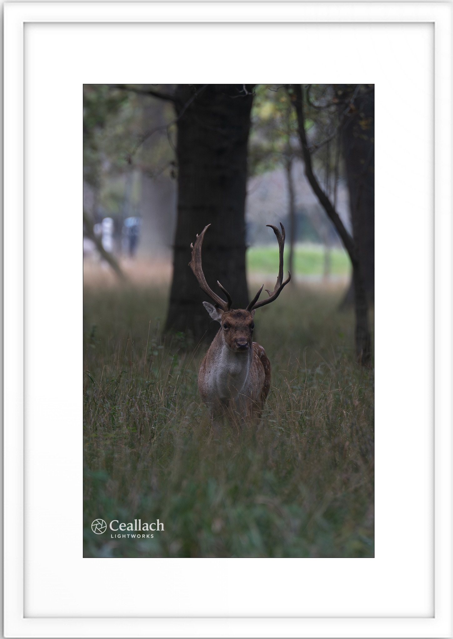 Forest Watcher: Stillness in the Clearing
