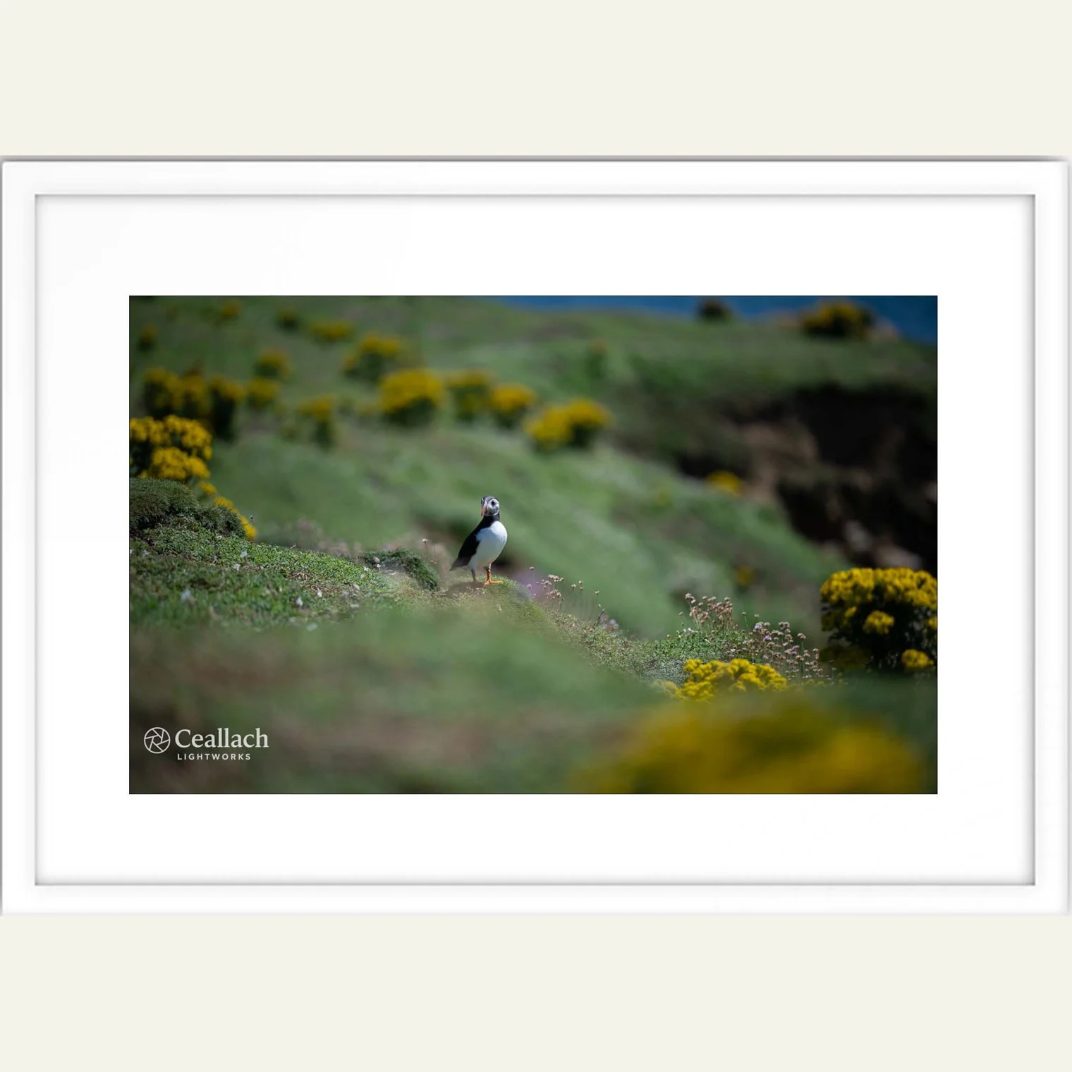 Perched in Bloom: Puffin on the Coastal Edge