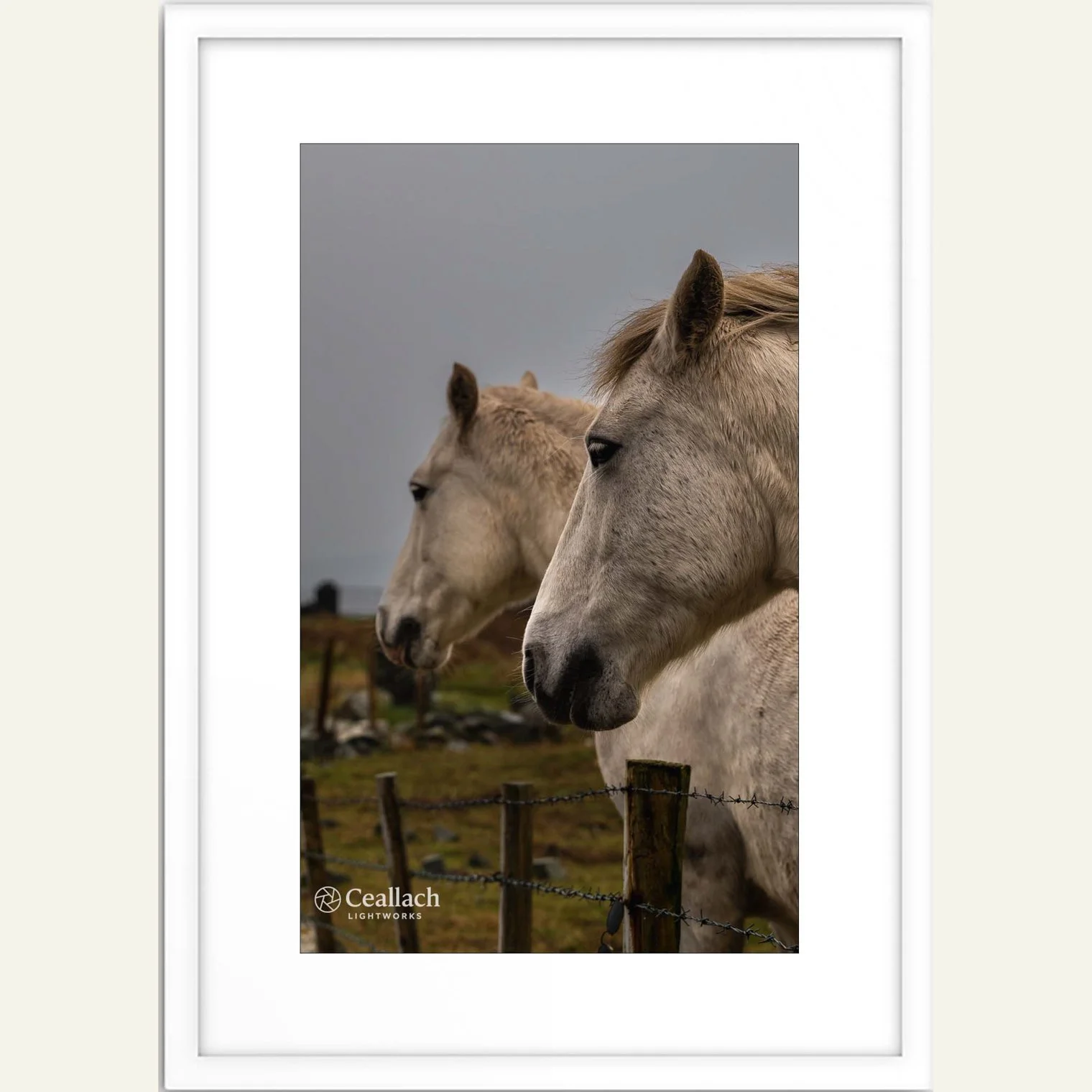 Connemara Ponies