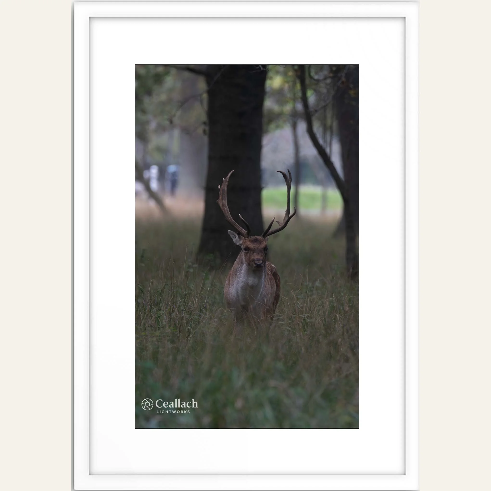Deer Framed.jpg
