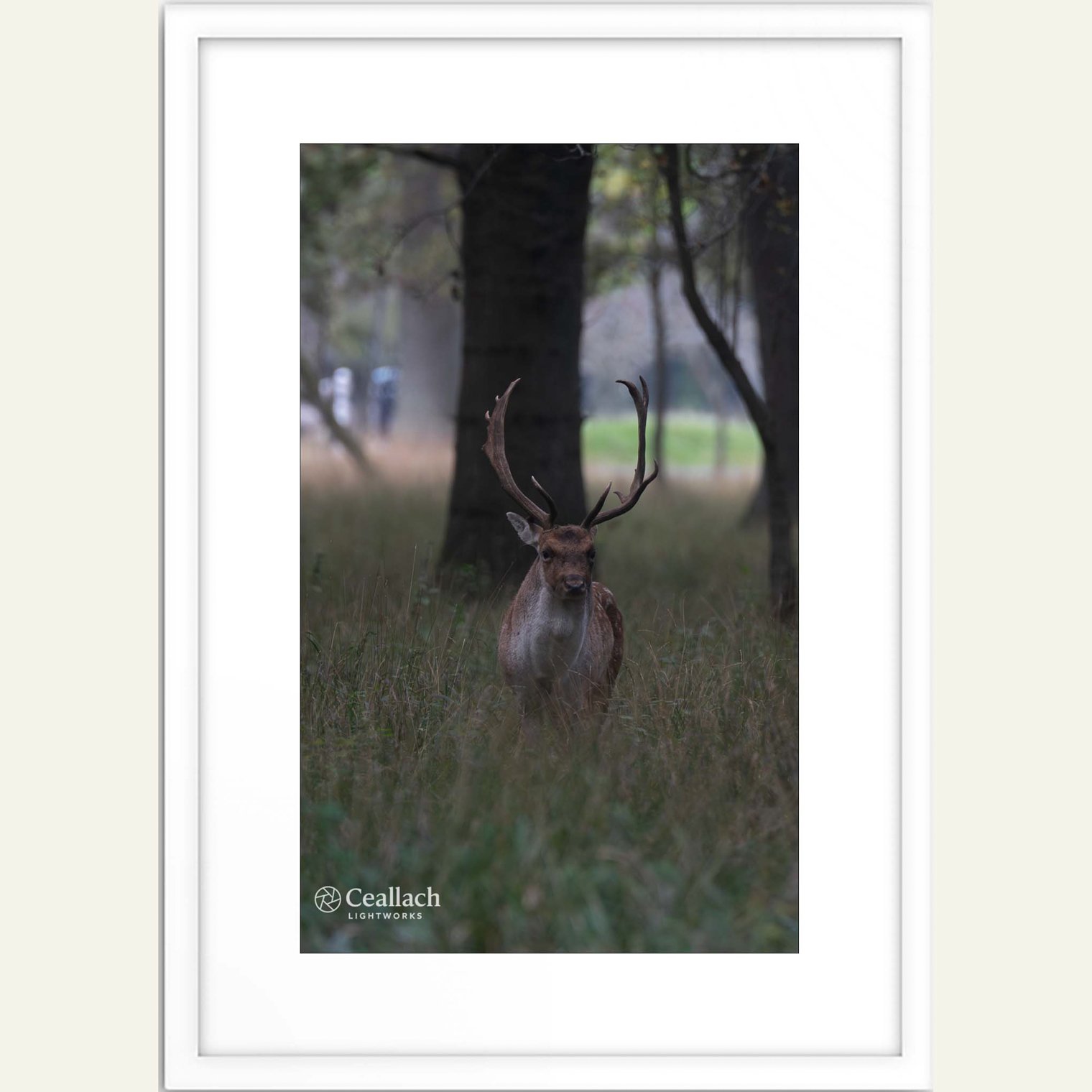 Forest Watcher: Stillness in the Clearing