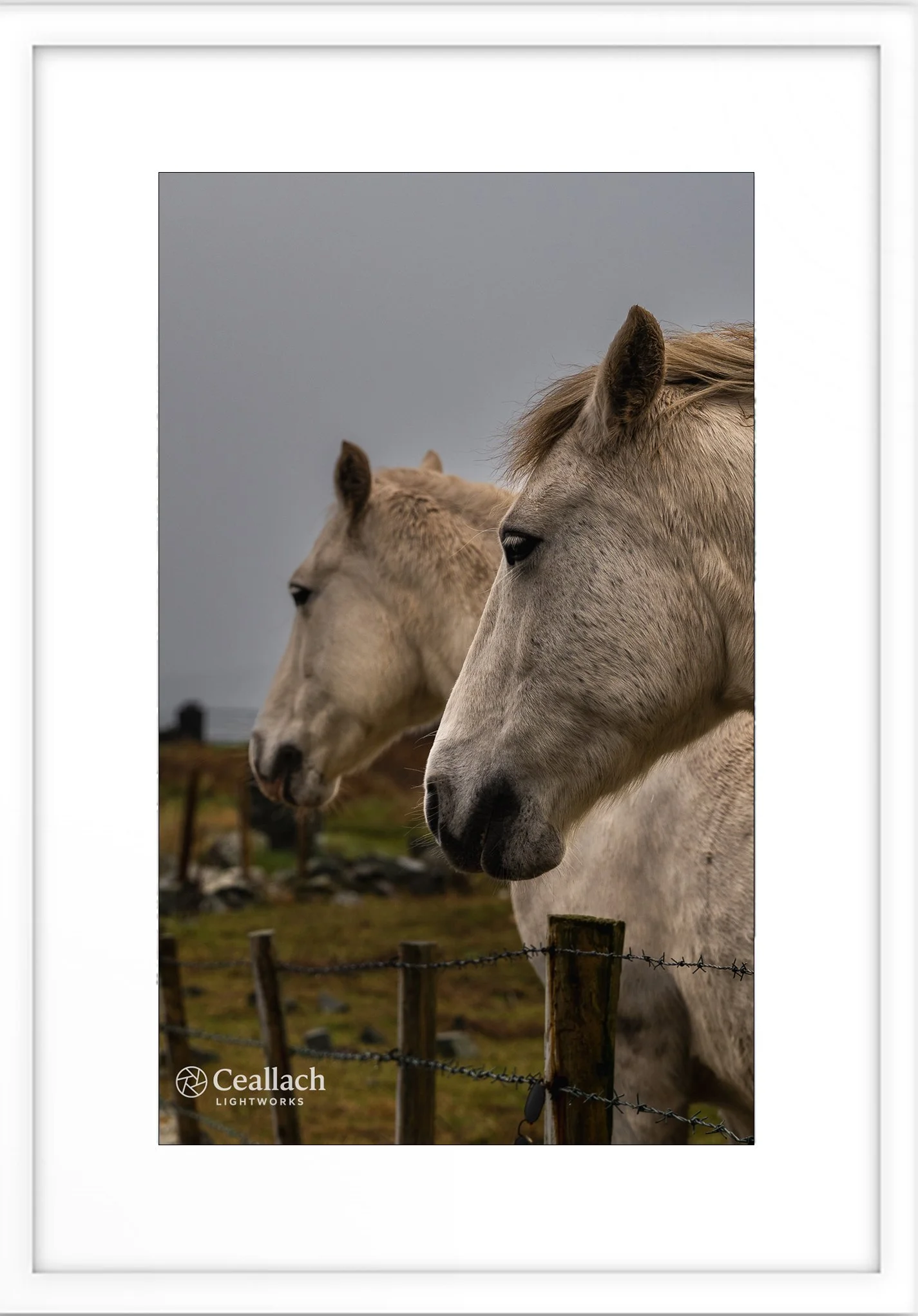 Two white horses behind a wooden and barbed wire fence on a cloudy day in a rural landscape in Ceallach Lightworks.