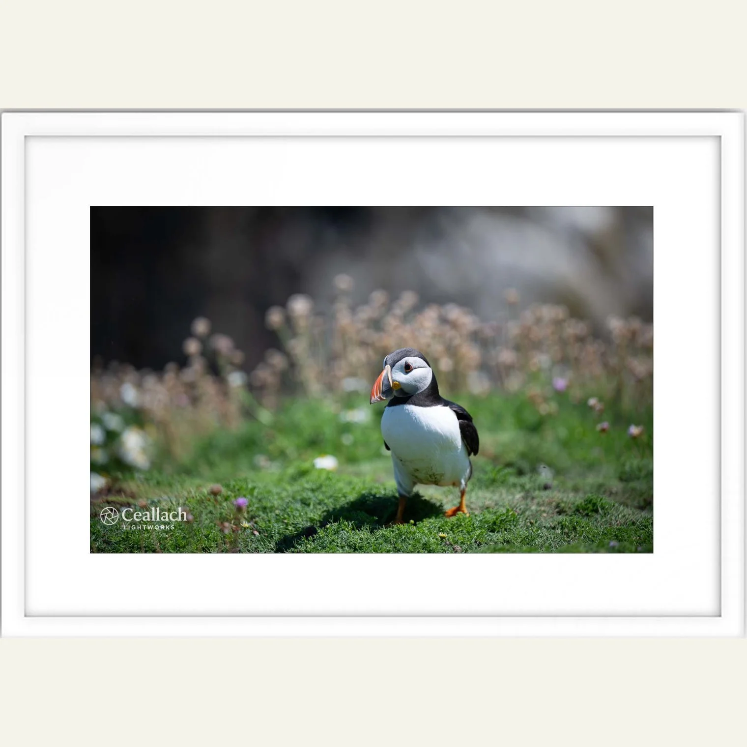 Puffin 3 Framed.jpg