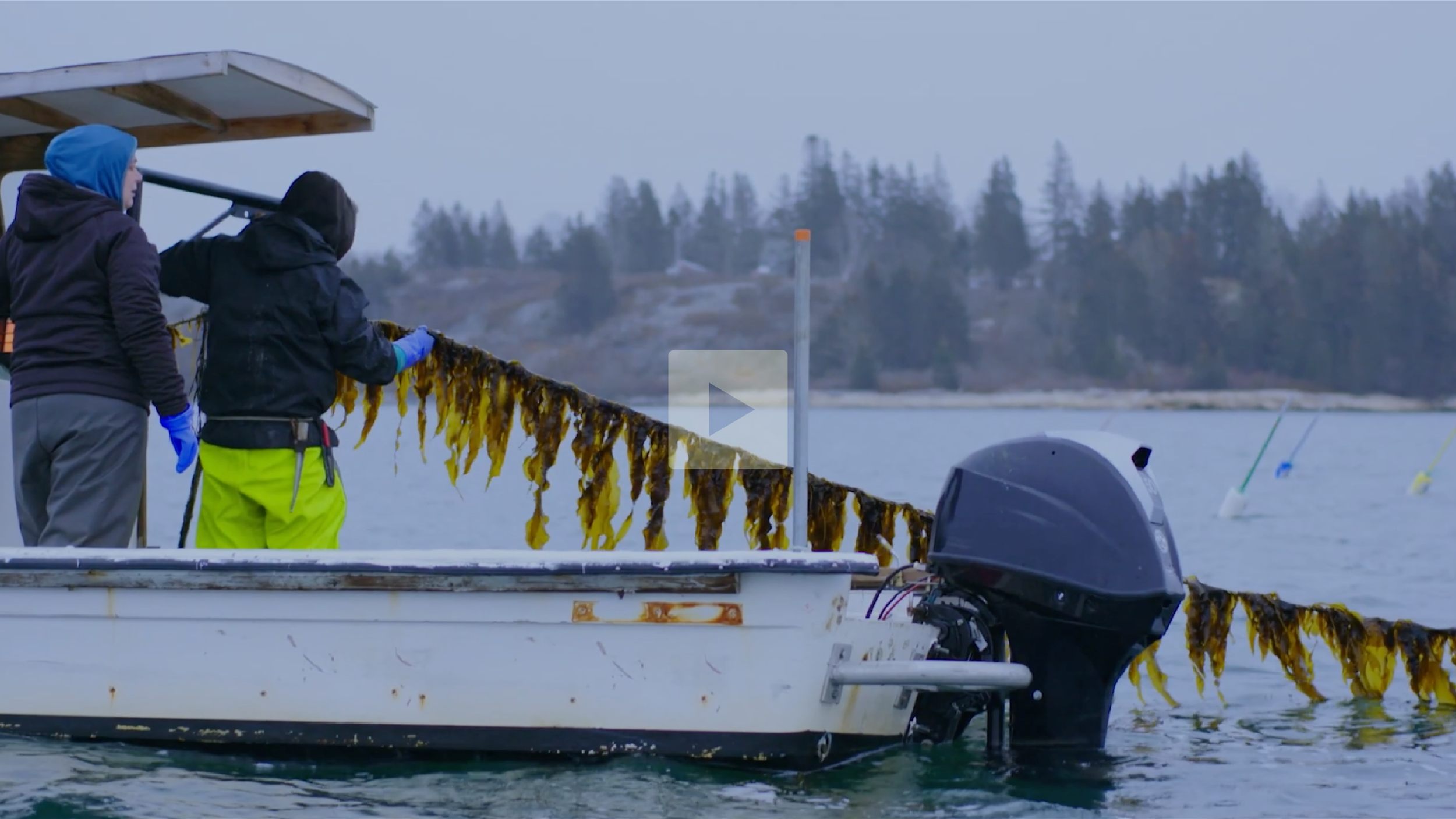 Two people on a boat near the shoreline, with seaweed hanging over the side, and several floating devices or markers in the water, with trees and hills in the background.