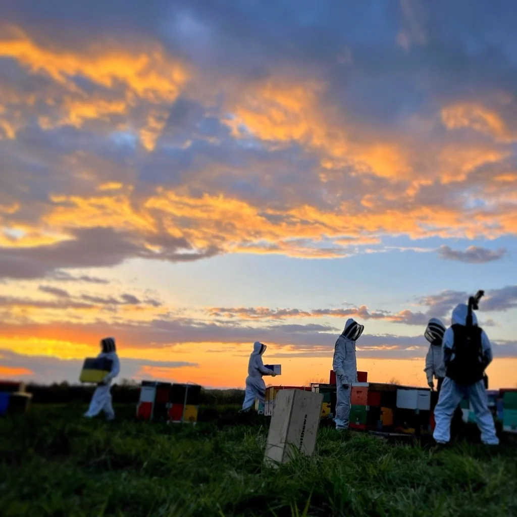 Beekeepers in protective suits working with colorful hives outdoors at sunset.