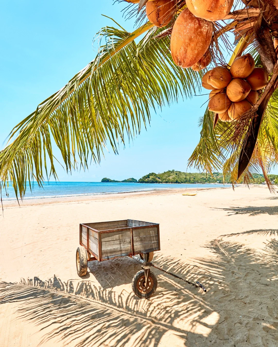 A tropical beach scene with a palm tree. The palm tree has coconuts hanging from it and creates shade over a wooden beach cart on the sand. In the background, there is a calm ocean and a distant green island under a blue sky.