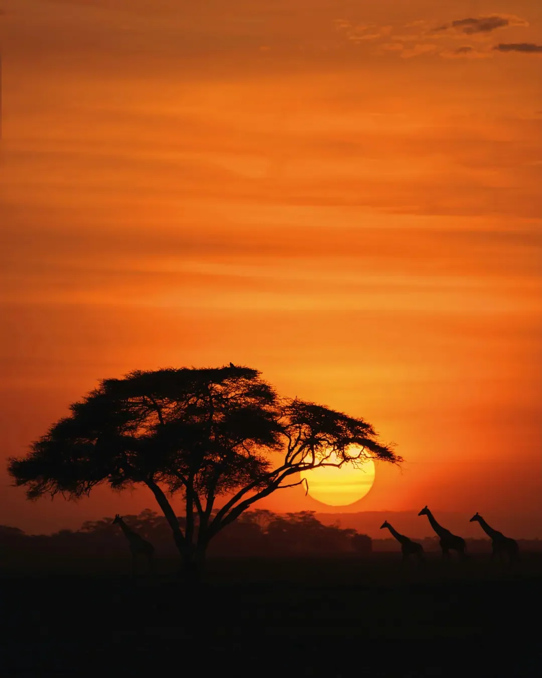 Beautiful Maasai giraffes walking across the arid savannah of Amboseli National Park in Kenya, with the iconic snow-capped Mount Kilimanjaro in the background.
