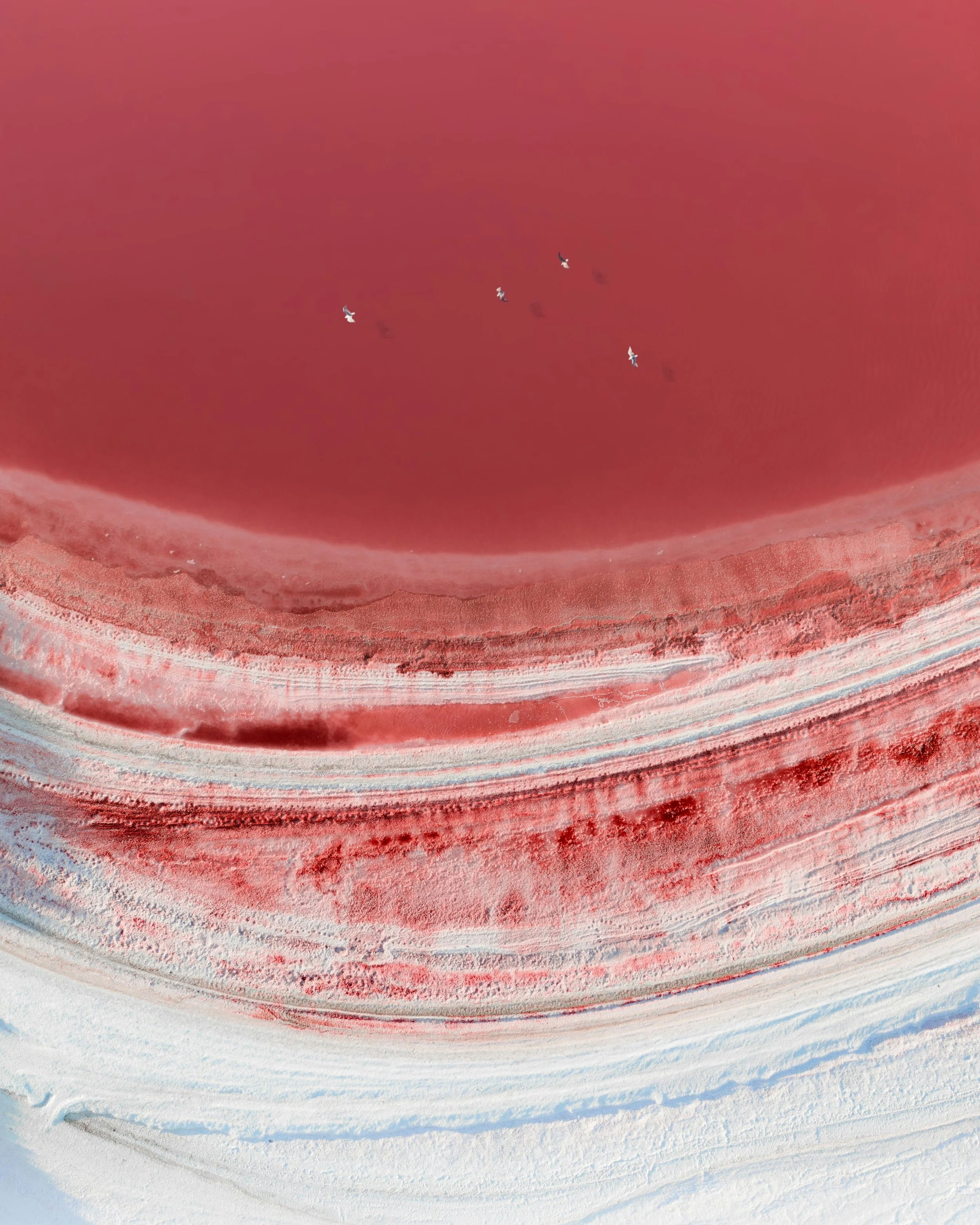 The Camargue: Where Pink Flamingos and White Horses Roam Europe's Wild West