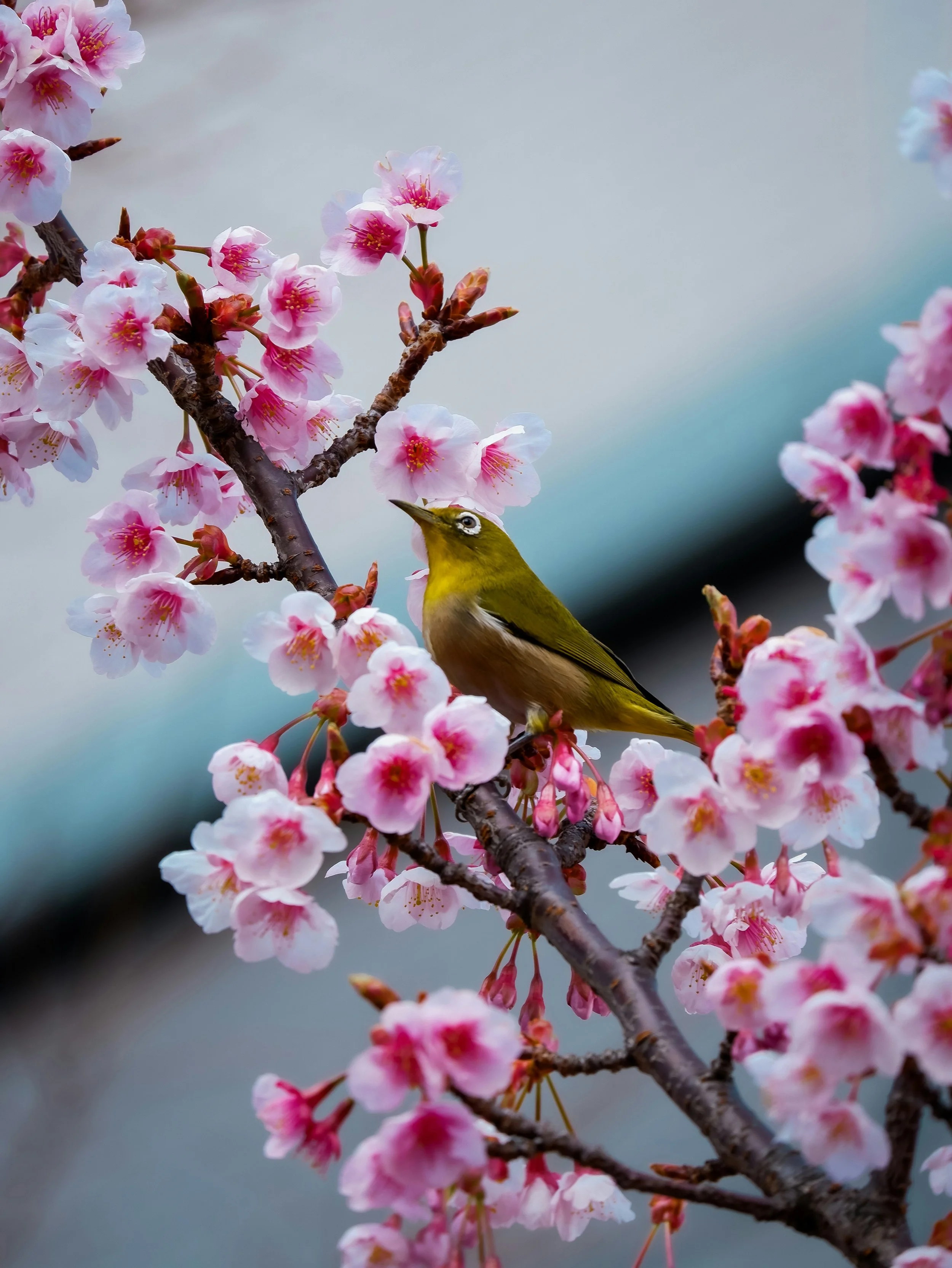 Cherry Blossoms: Japan's National Symbol and Ancient Spiritual Tradition