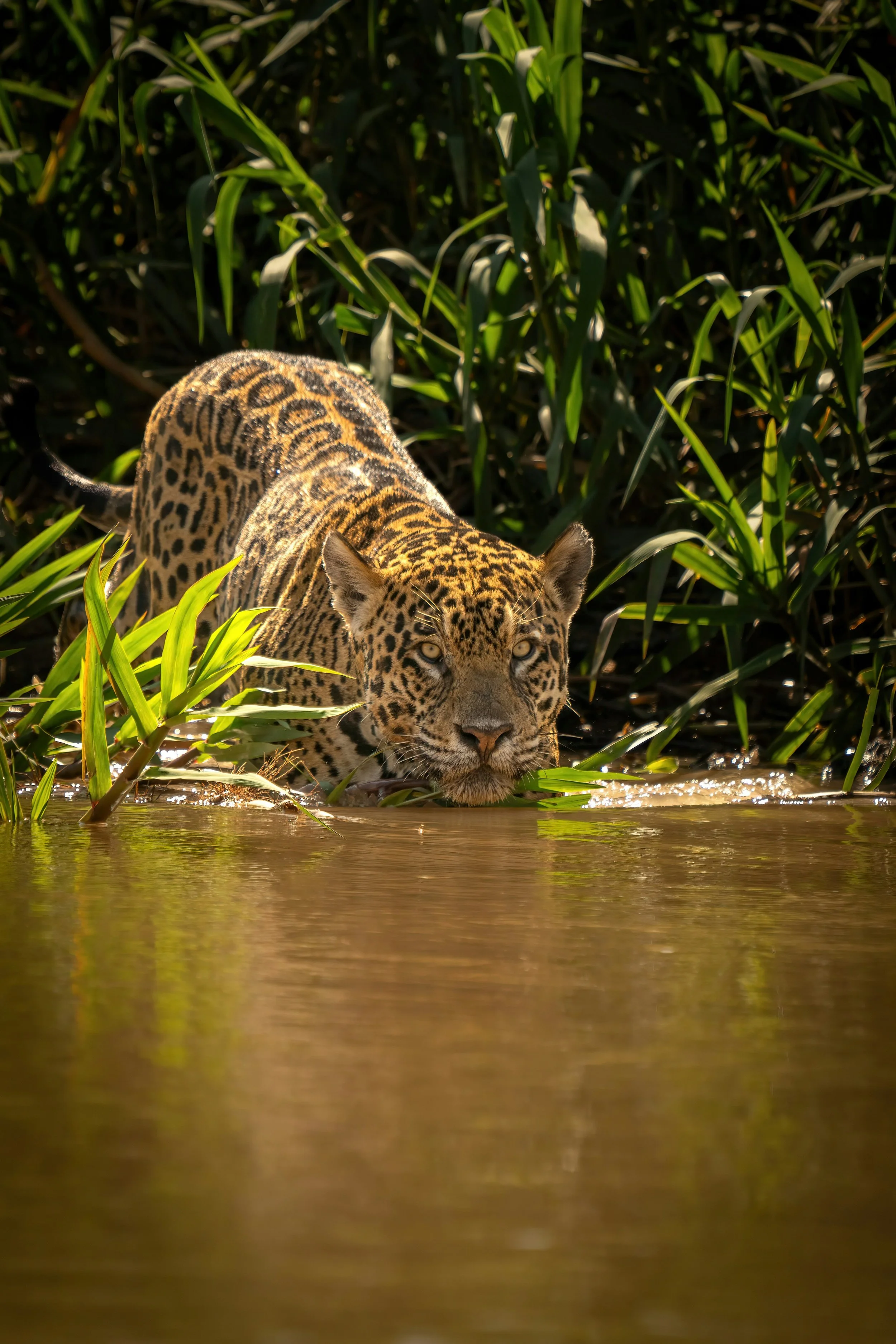 Pantanal: South America's Largest Wetland and Africa-like Wildlife Paradise