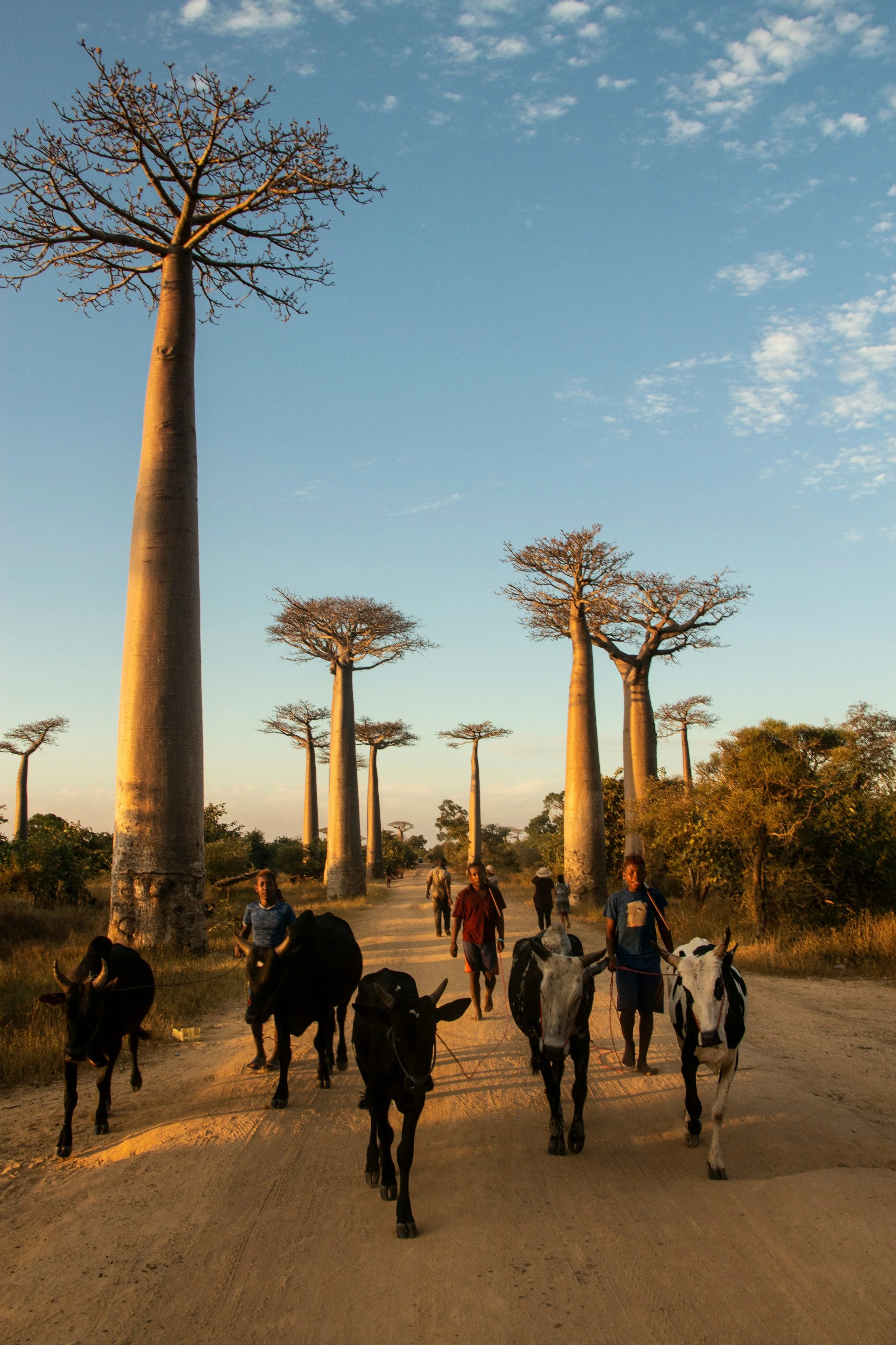 Avenue of the Baobabs: Madagascar's Iconic Natural Monument