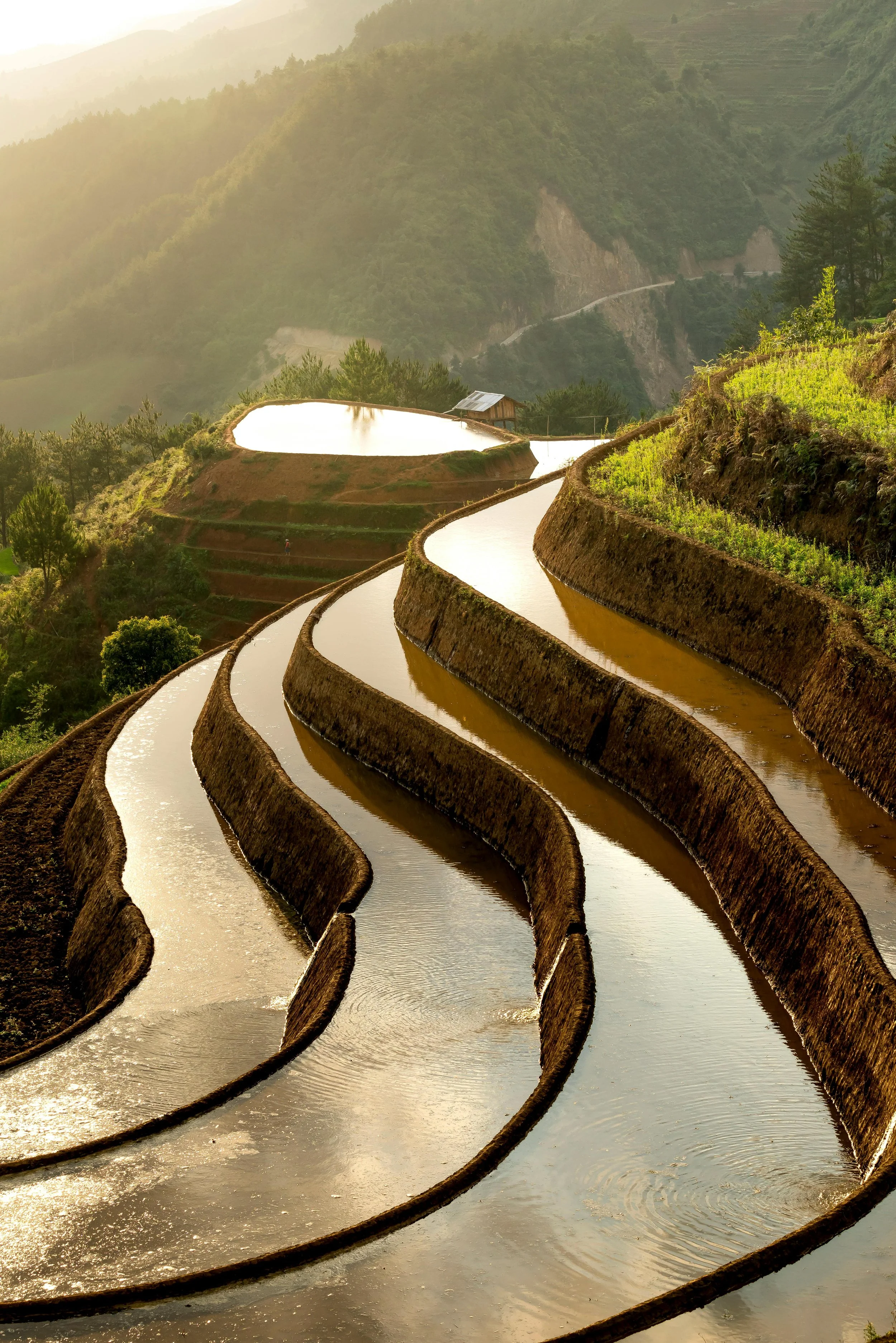 Rice Culture and Terraced Agriculture: The Foundation of Malagasy Society