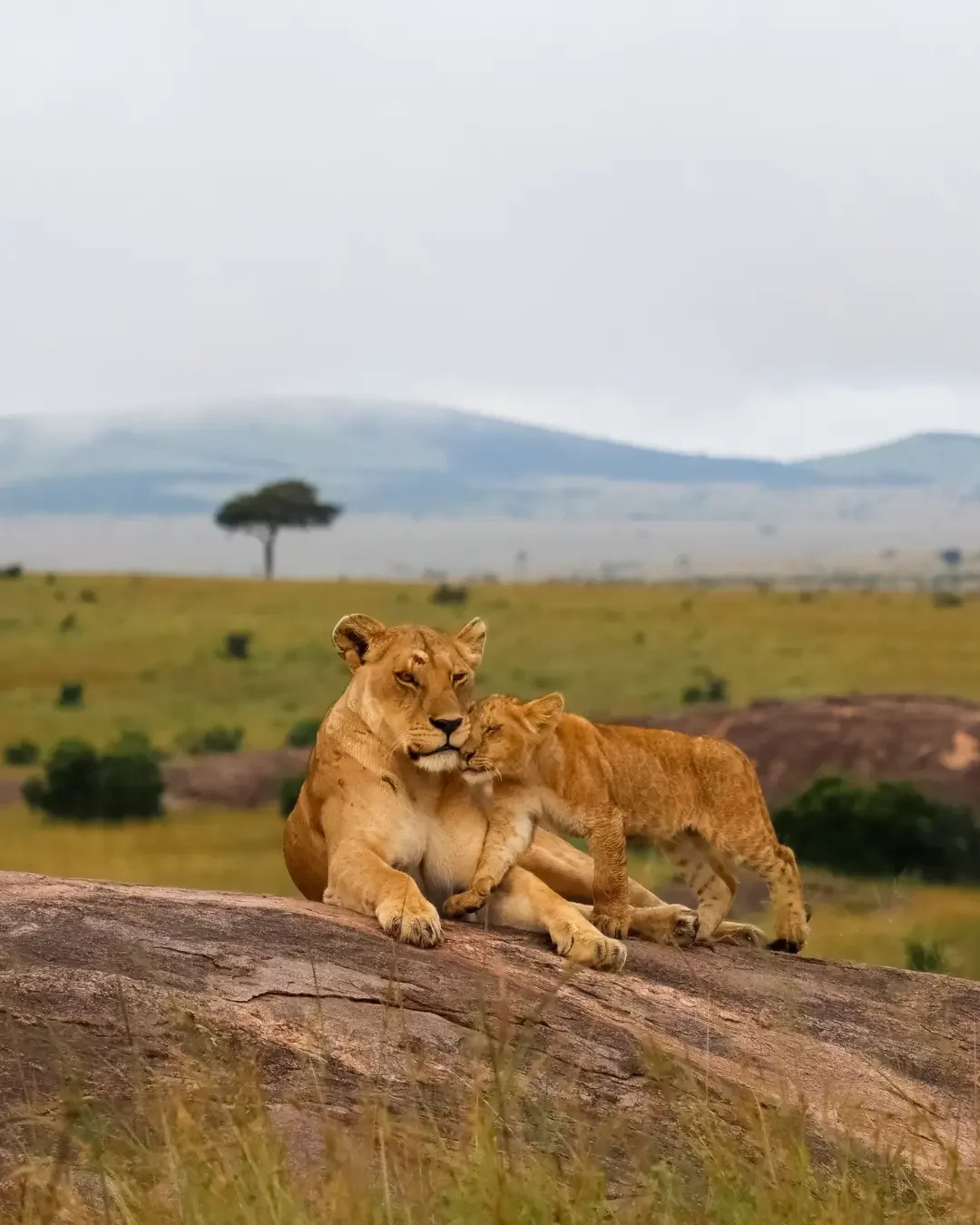 The Maasai Mara: Theater of the Greatest Wildlife Spectacle on Earth