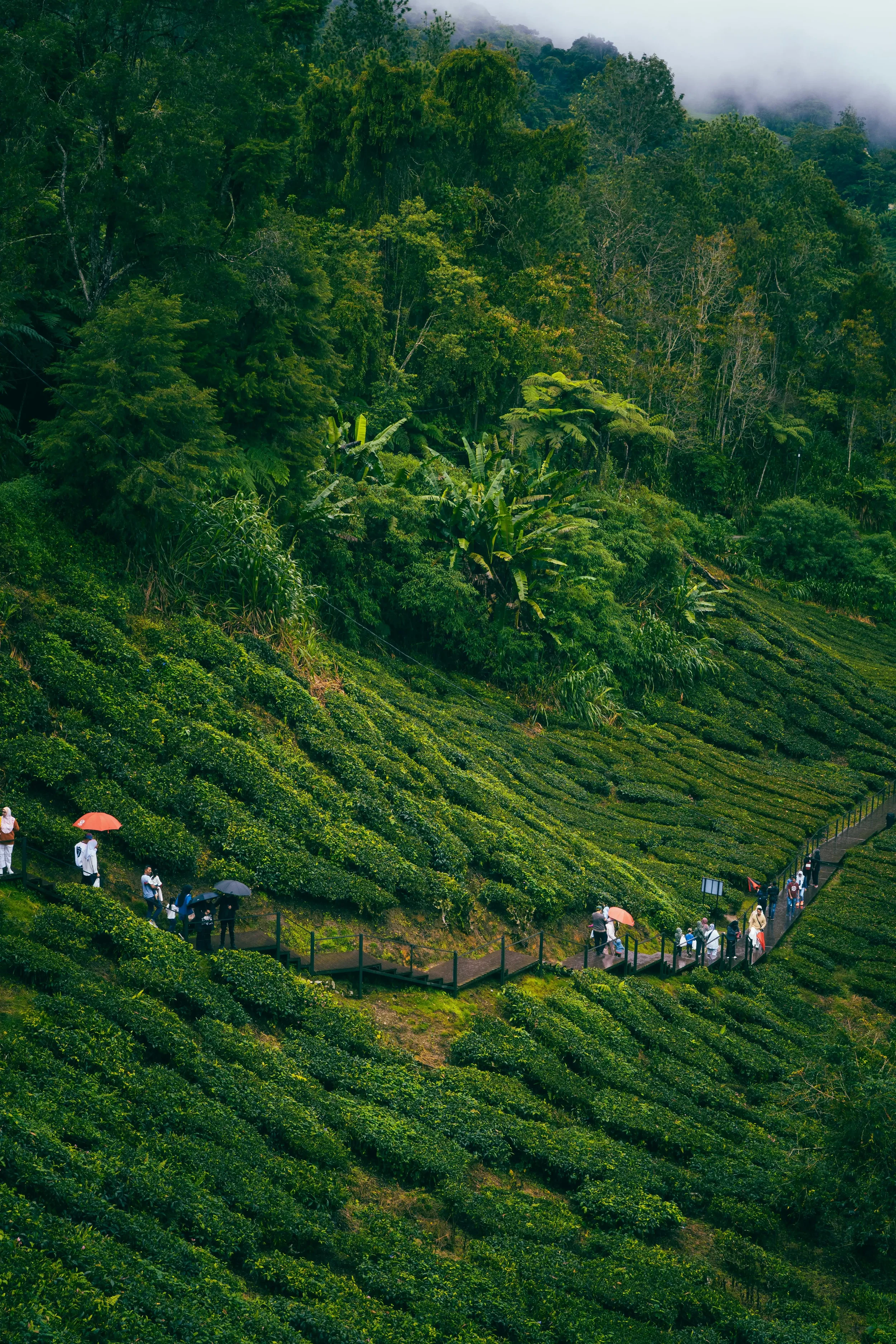 Cameron Highlands: Malaysia's Cool Mountain Retreat Where Tea Meets Clouds