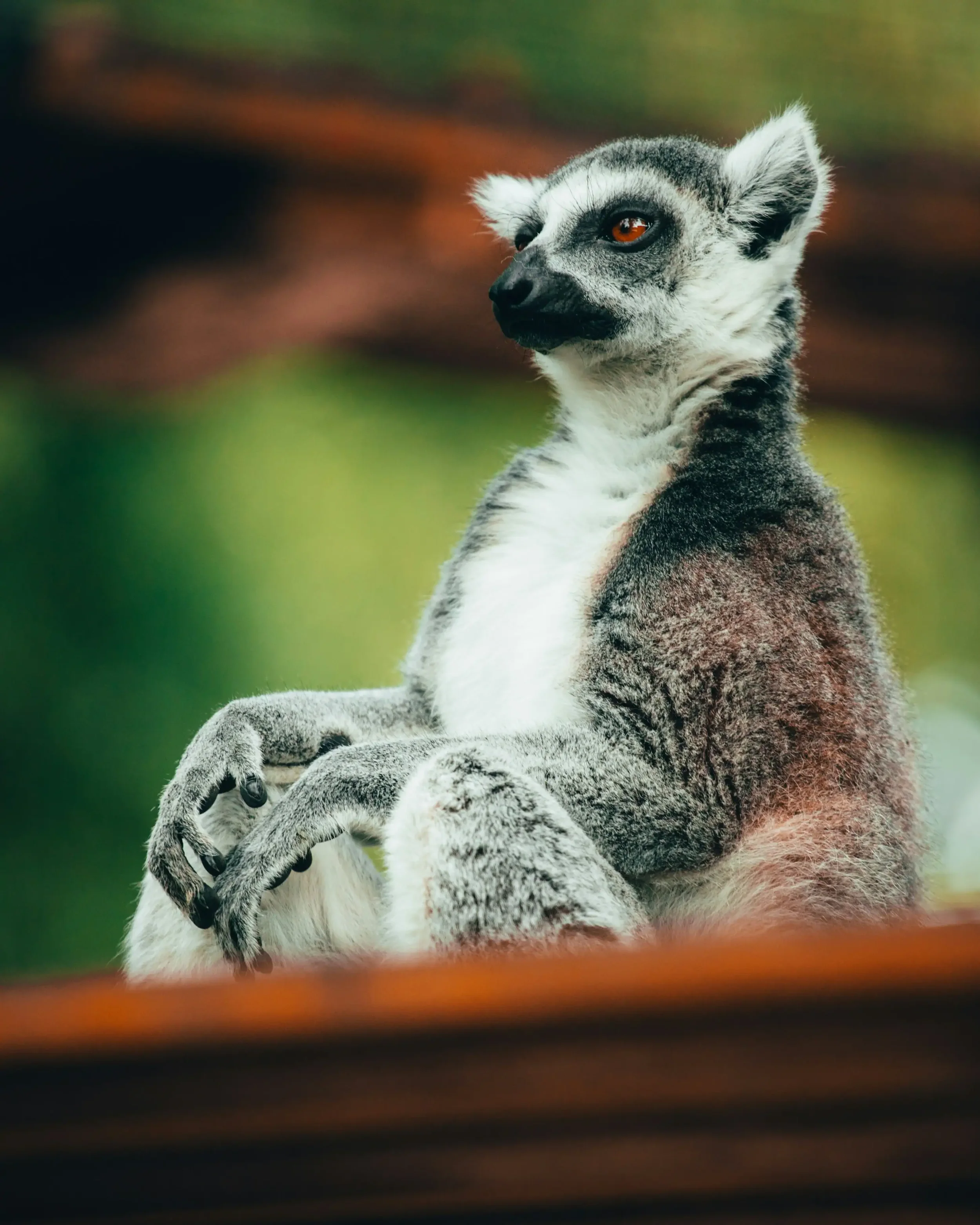 Lemurs and Madagascar's Extraordinary Endemic Biodiversity