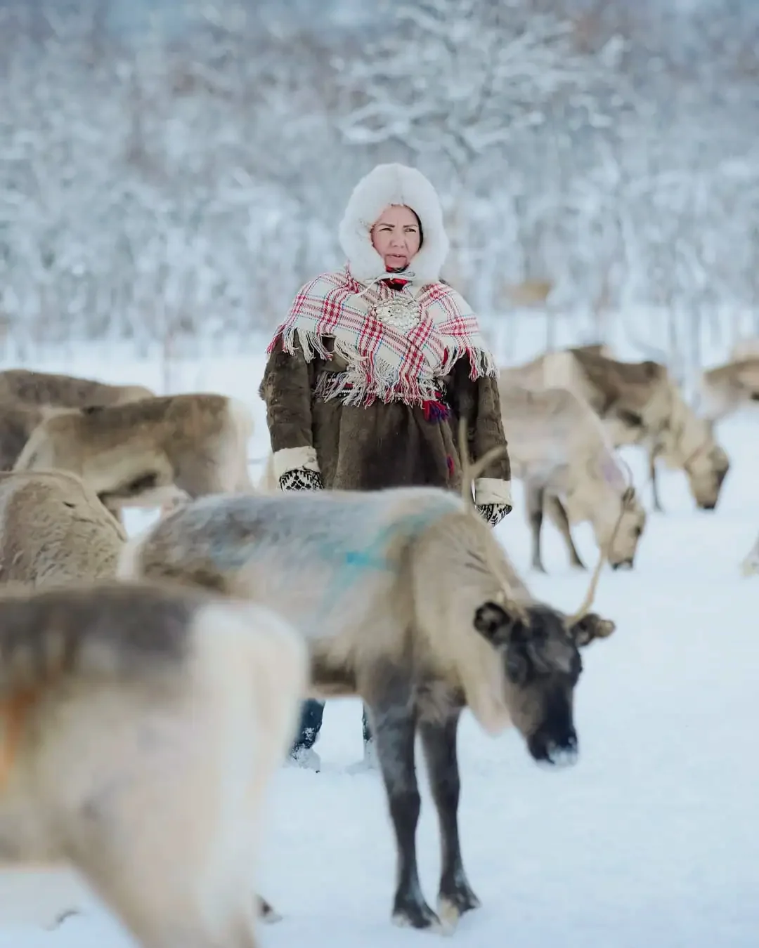 The Sámi People: Guardians of Arctic Traditions