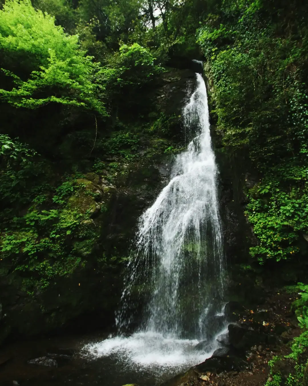 Mtirala National Park: The Crying Mountain's Rainforests and Superlative Rainfall