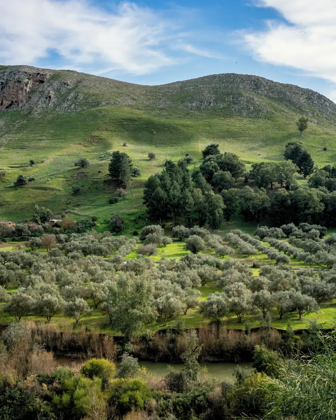 Tunisia's Geographical Diversity: From Alpine Forests to Saharan Dunes