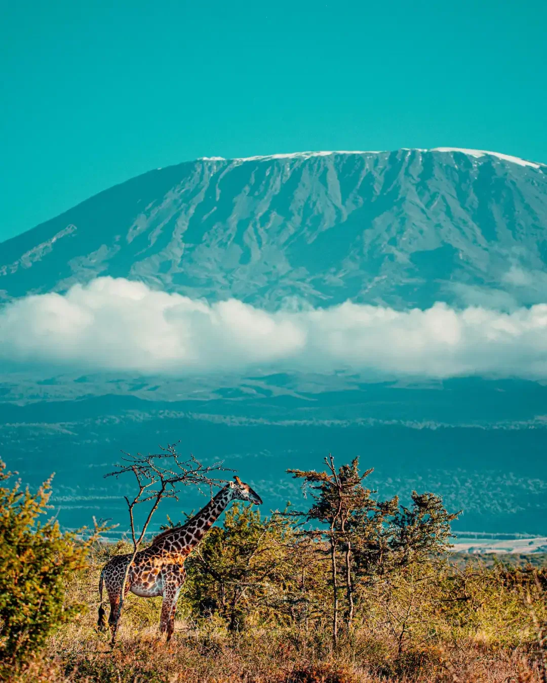 Mount Kilimanjaro: Africa's Volcanic Giant