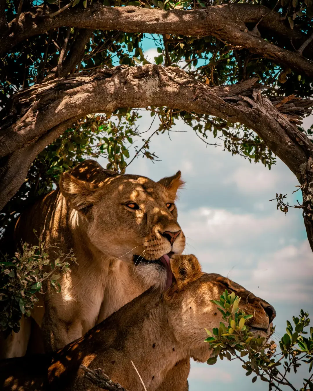 Serengeti Ecosystem and the Great Migration